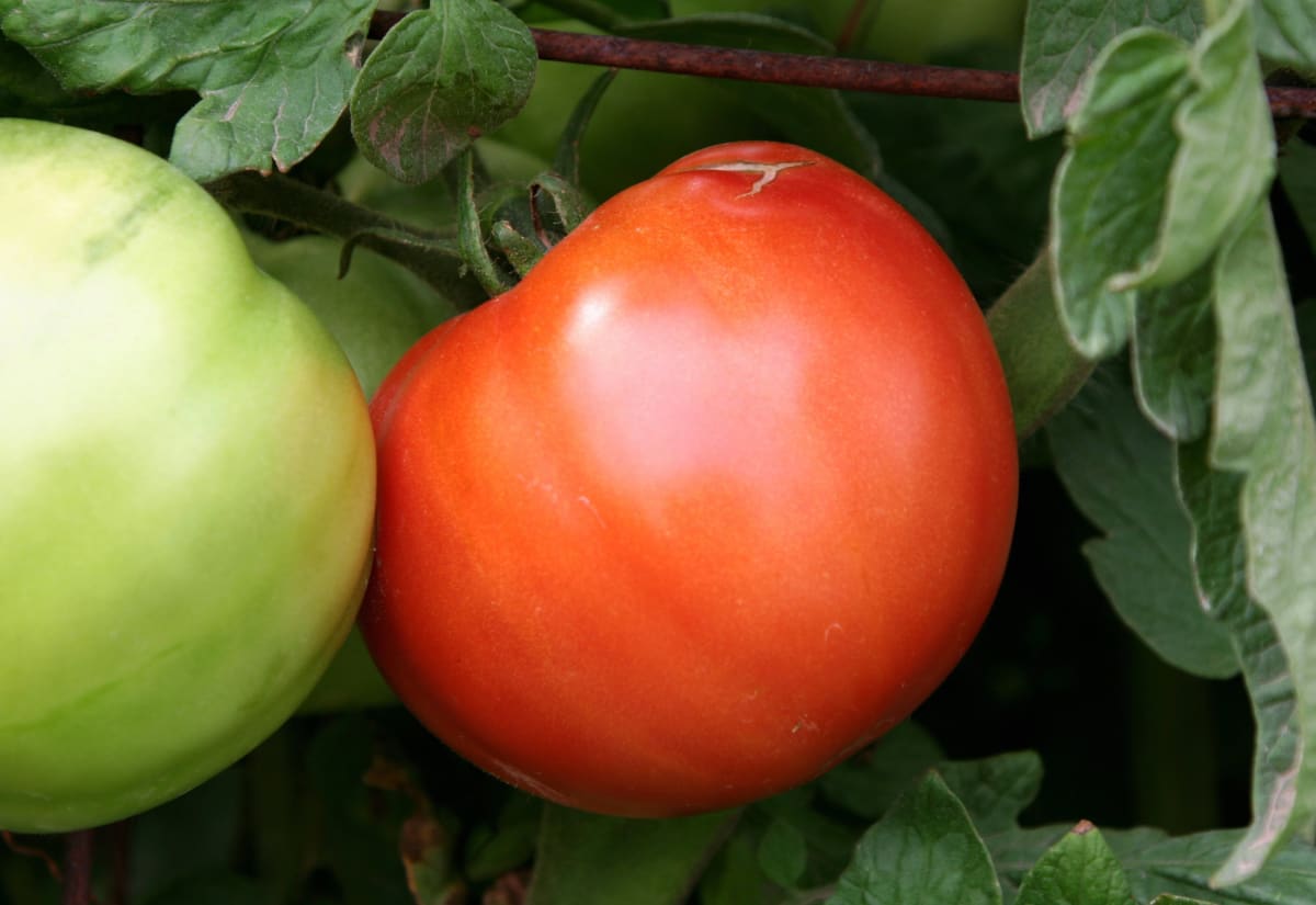 Tomato 'Thessaloniki'