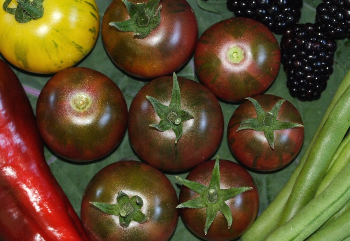 Tomato 'Violet Jasper'