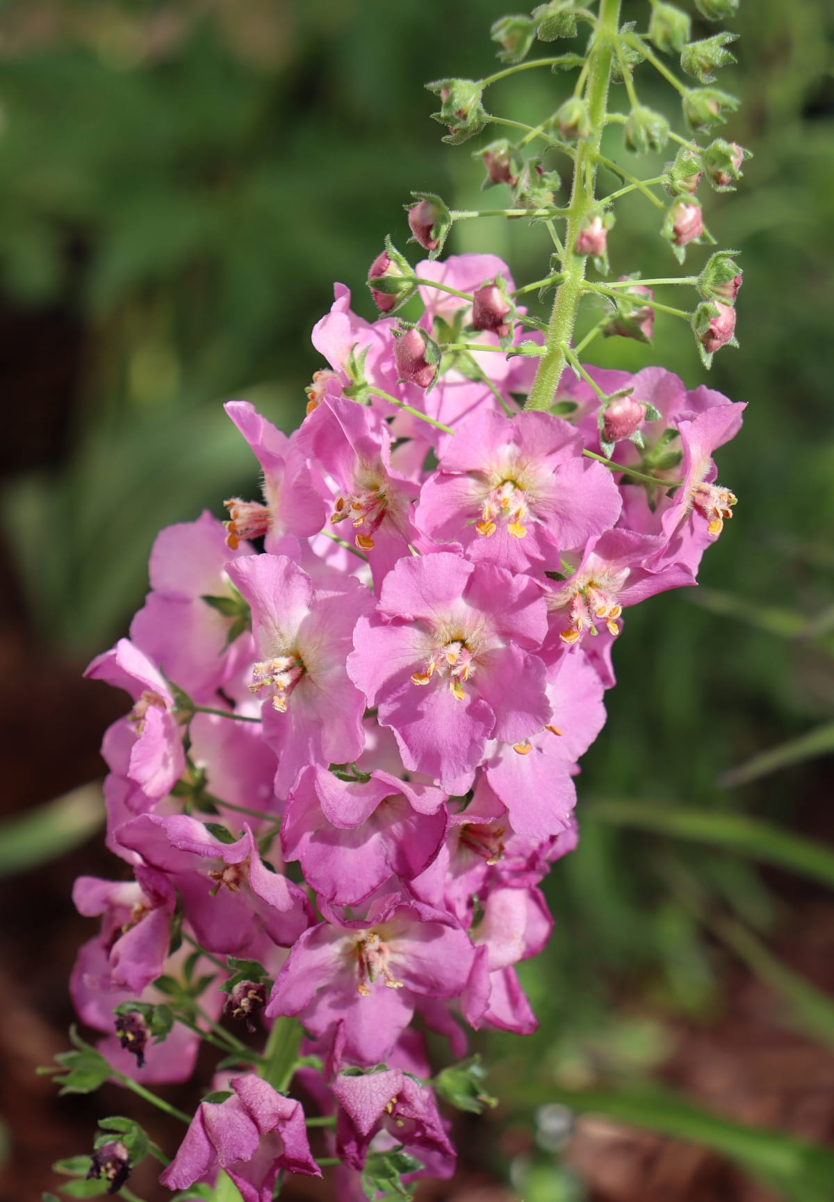 Verbascum 'Rosetta'