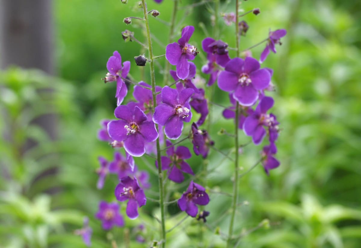 Verbascum 'Violetta'