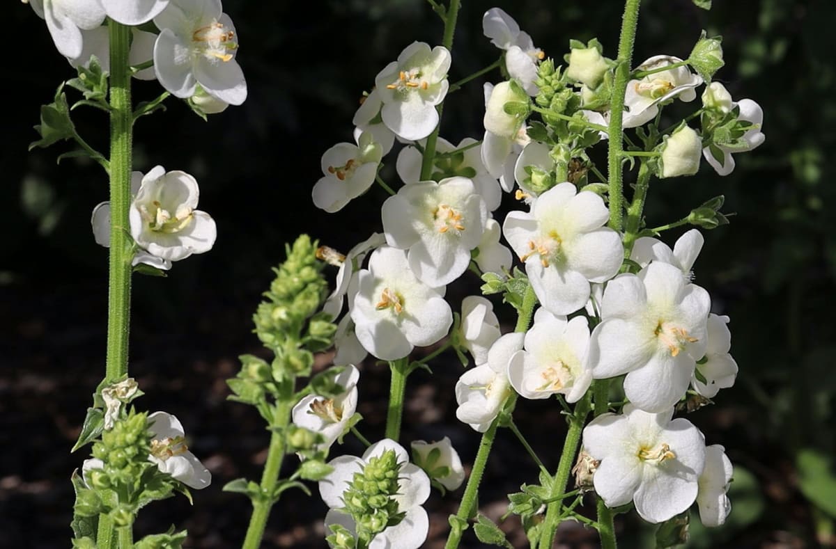 Verbascum 'White Bride'