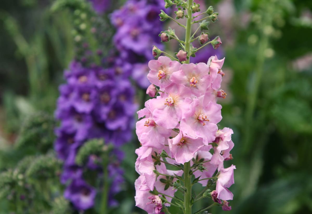 Verbascum 'Hybrids Mixed'