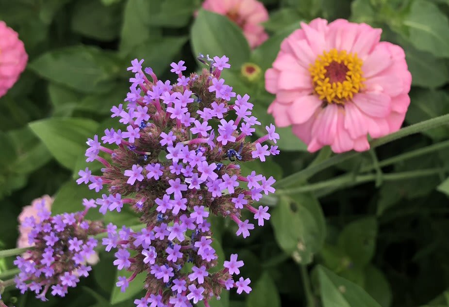 Verbena bonariensis
