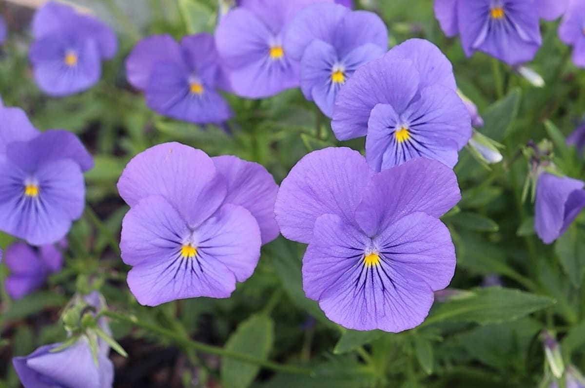 Viola 'Blue Perfection'
