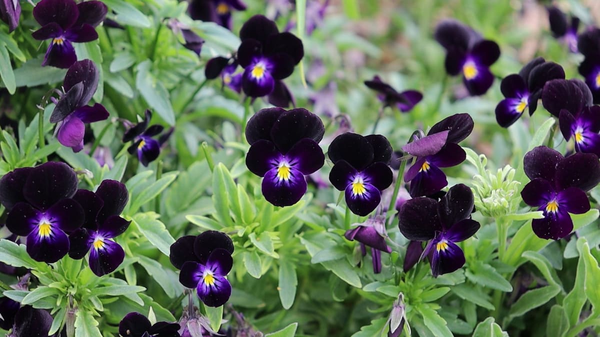 Viola 'Bowles Black'