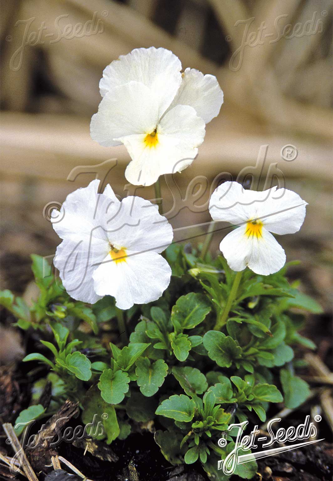 Viola 'White Perfection'