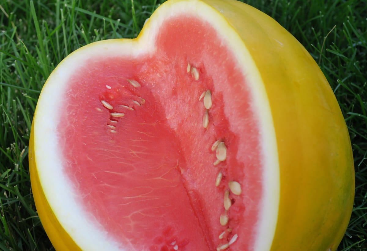 Watermelon 'Royal Golden'