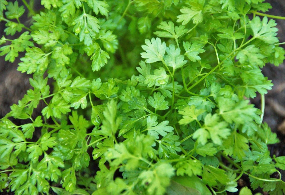Winter Chervil
