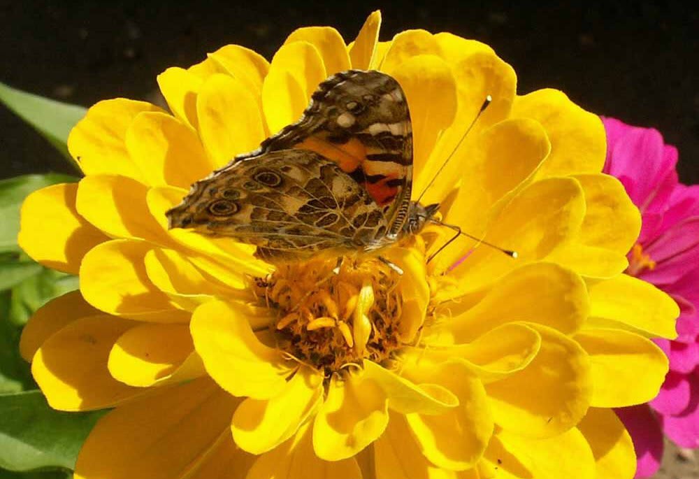 Zinnia 'Canary Bird'