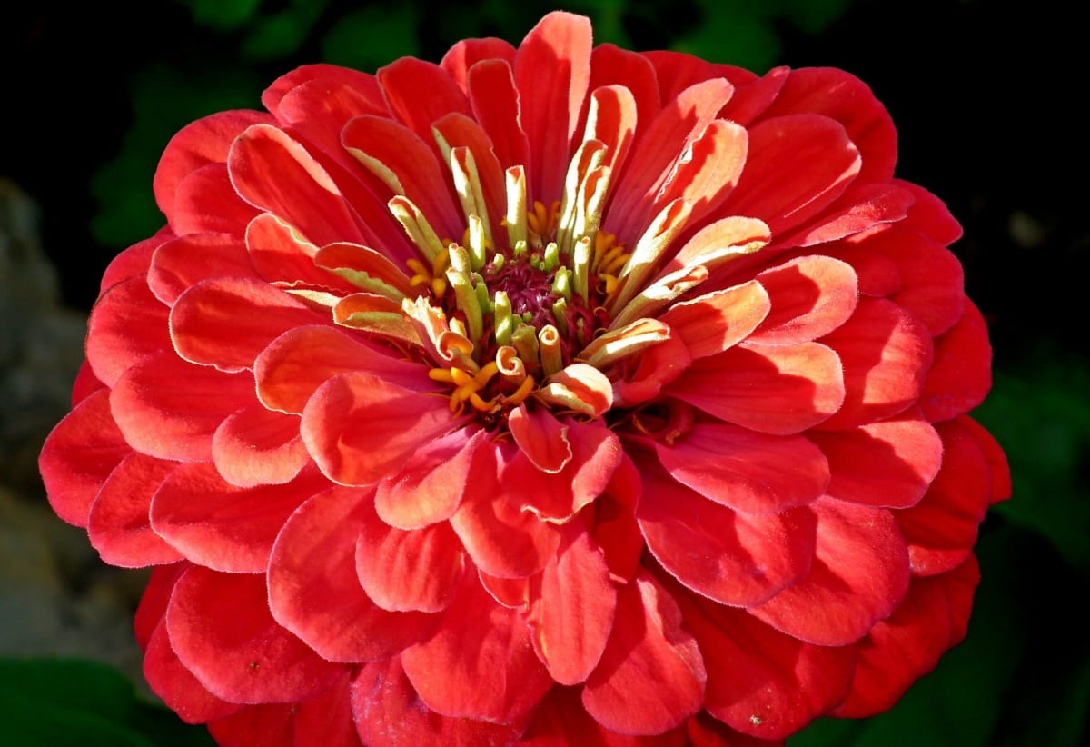 Zinnia 'Cherry Queen'