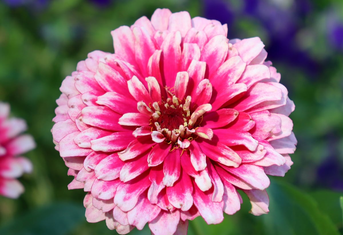 Zinnia 'Ice Queen'