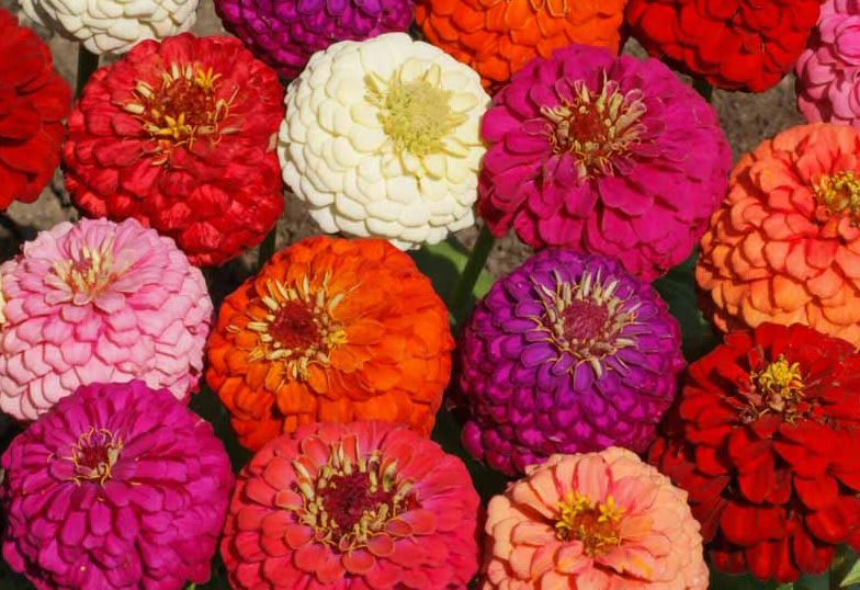 Zinnia 'Lilliput Mix'