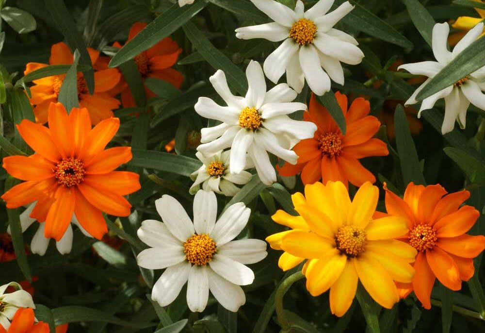 Zinnia 'Classic Zinnia'