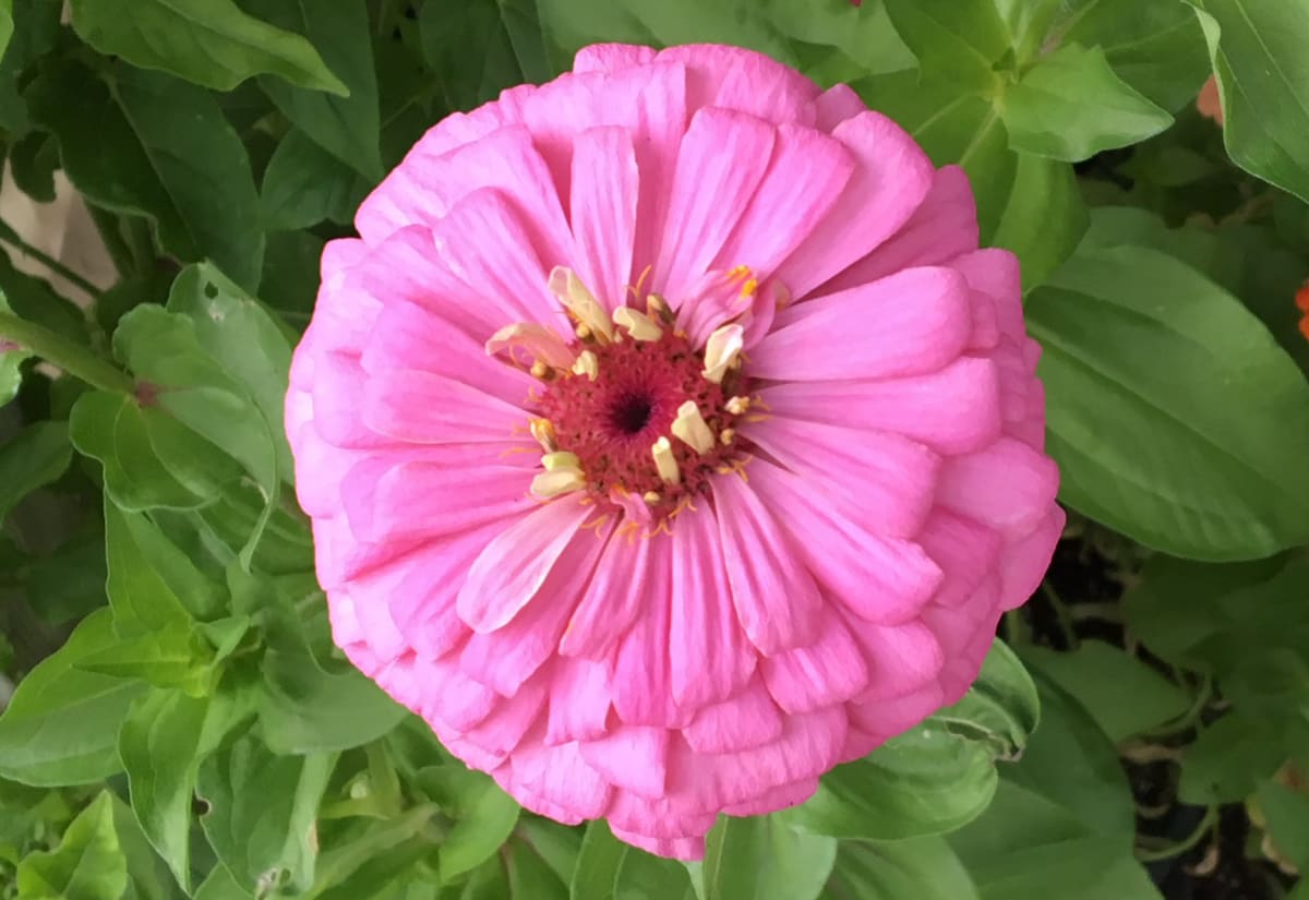 Zinnia 'Luminosa Pink'