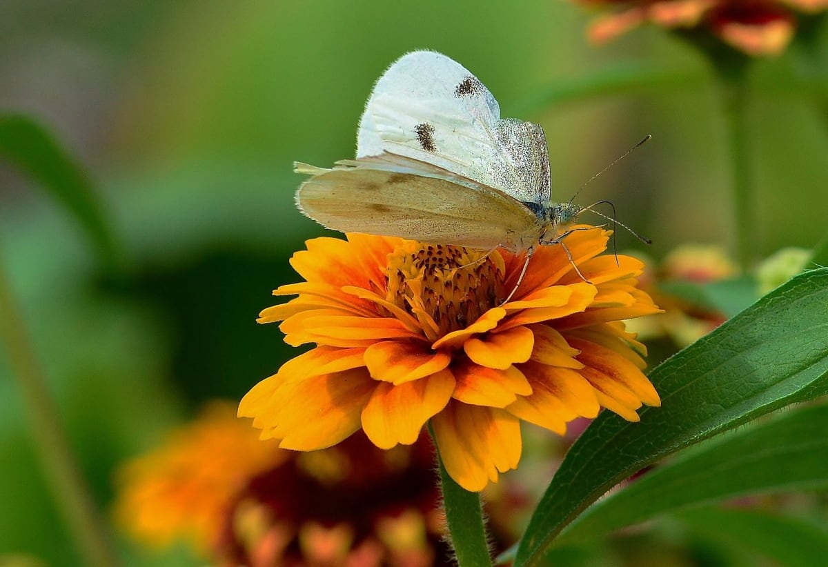 Zinnia 'Old Mexico'