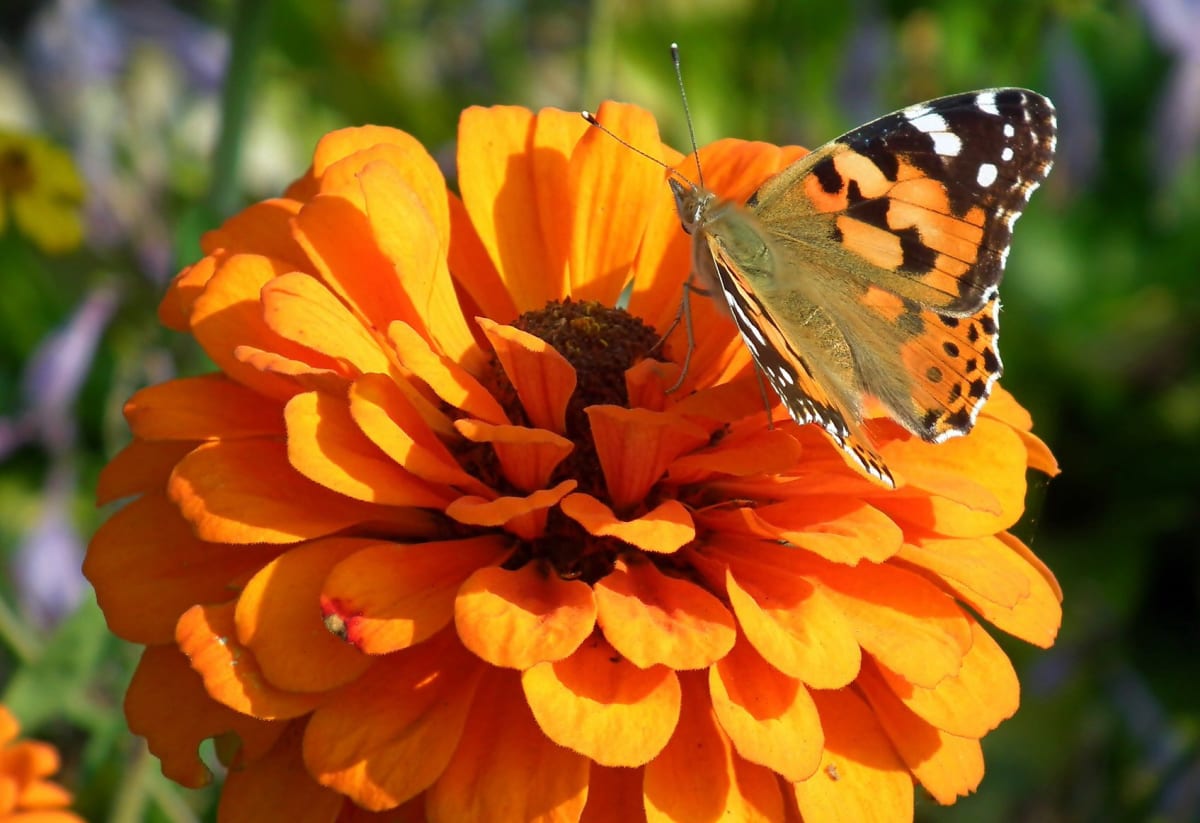 Zinnia 'Orange King'