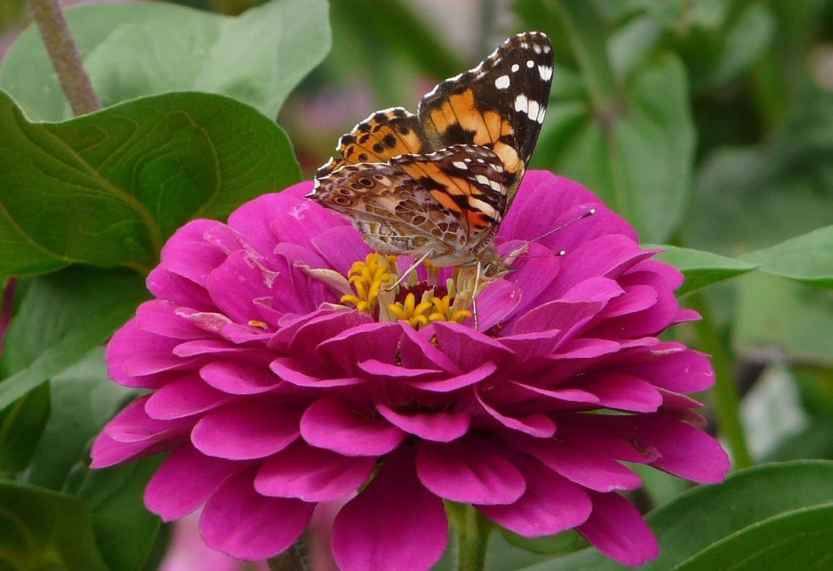 Zinnia 'Purple Prince'