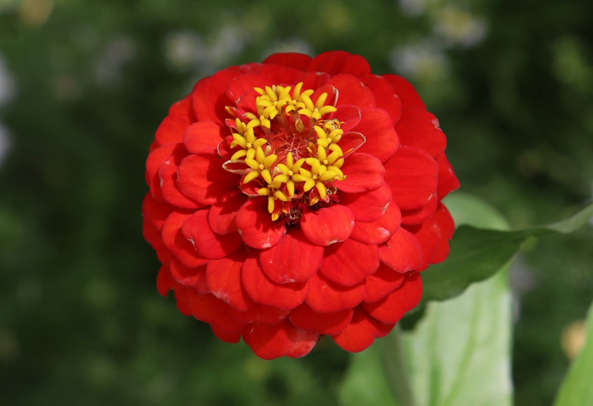 Zinnia 'Red Cap'