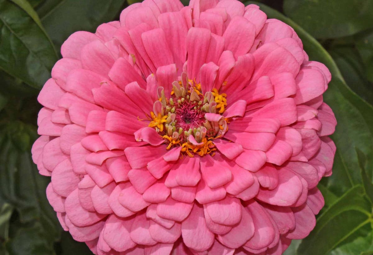 Zinnia 'Rose'