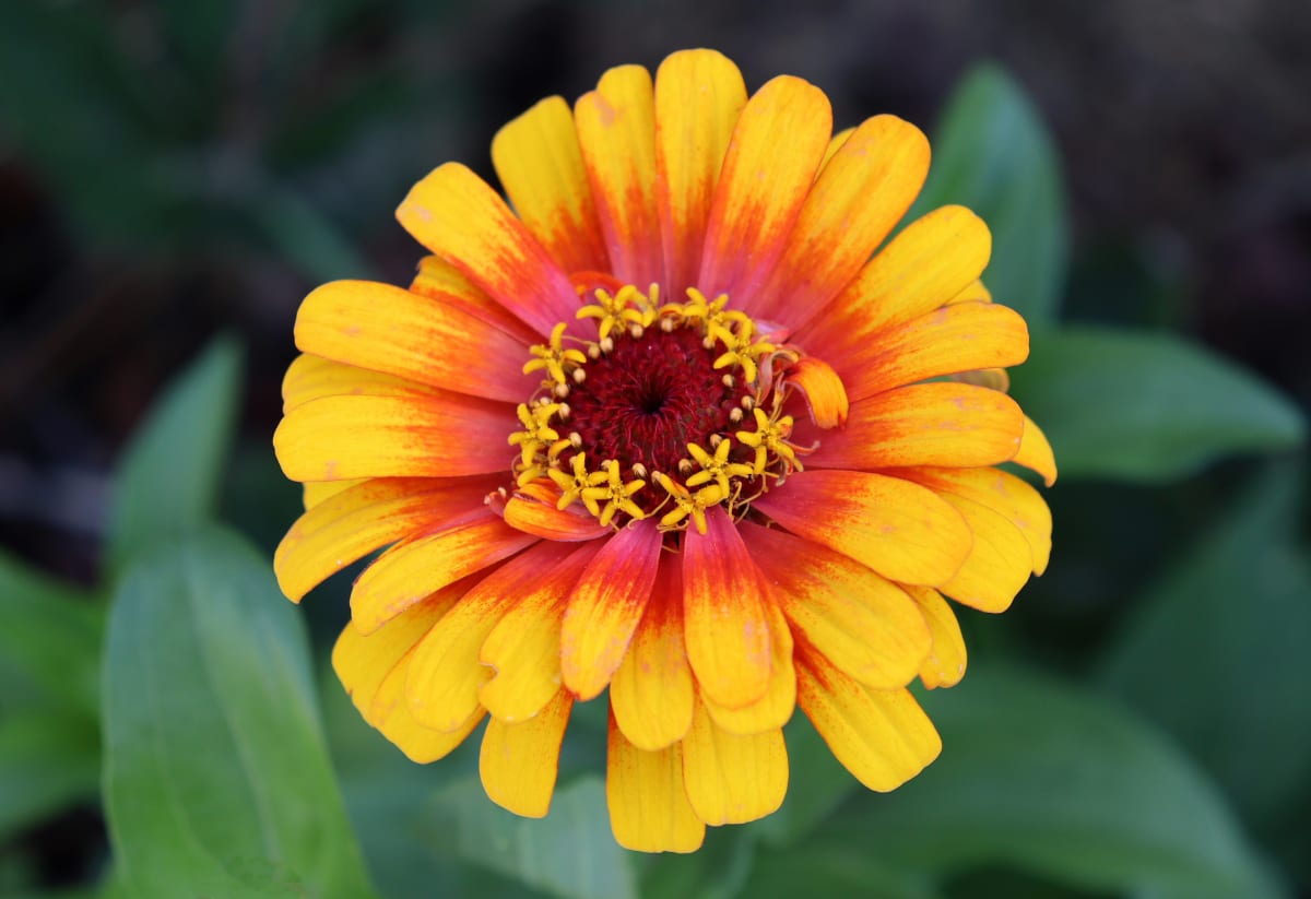Zinnia 'Sombrero'