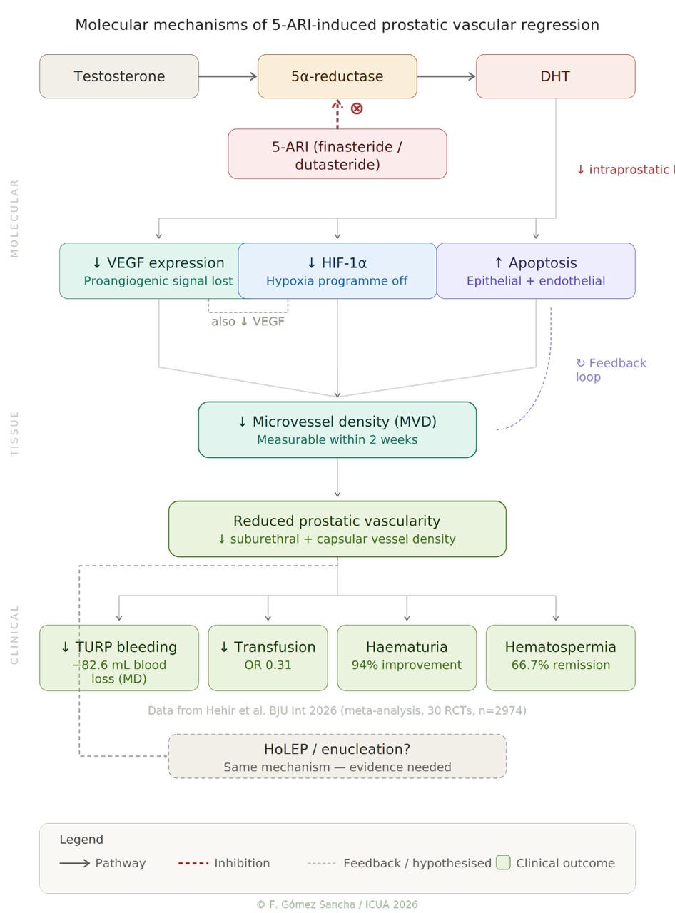 5-ARI Vascular Regression Mechanism Diagram