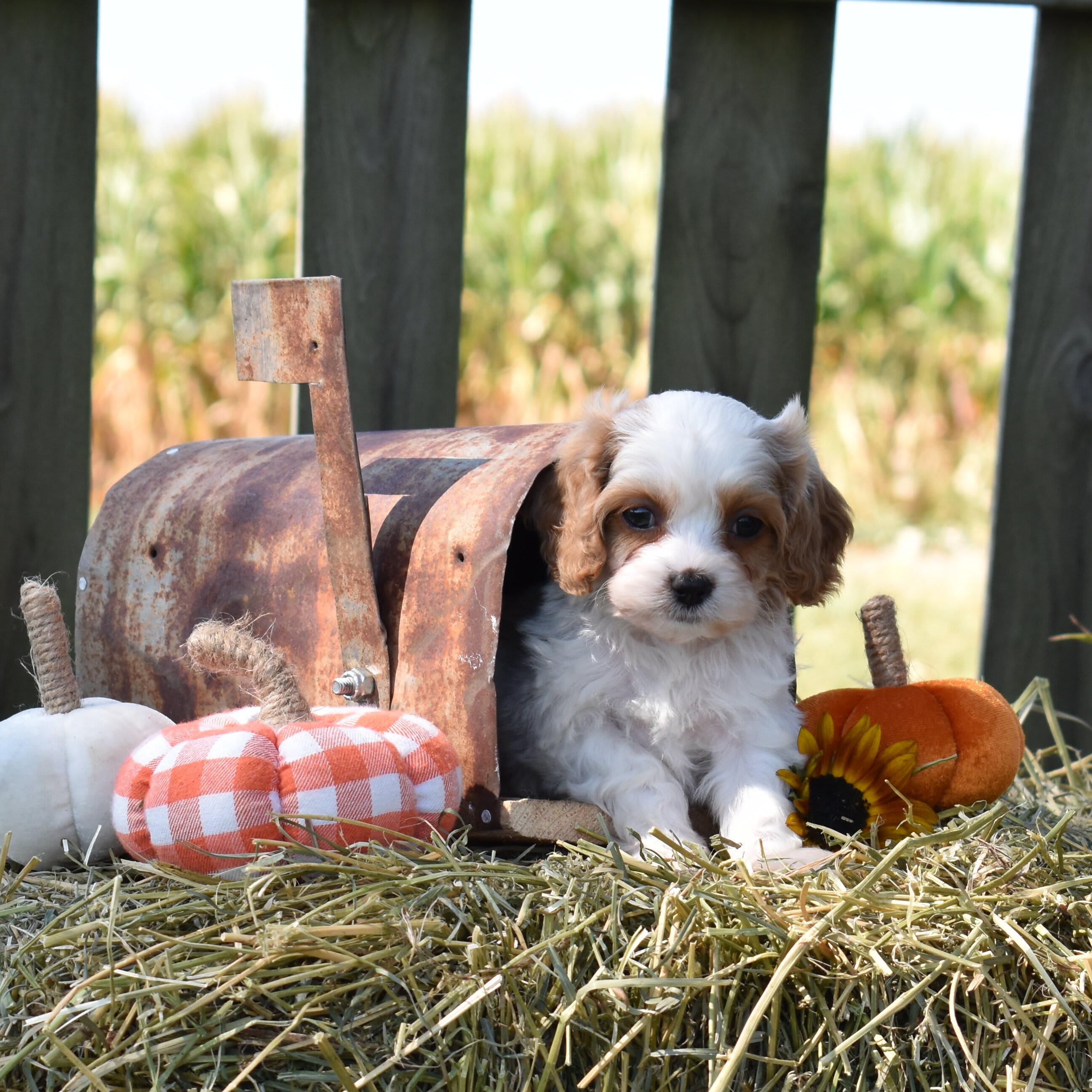 puppy