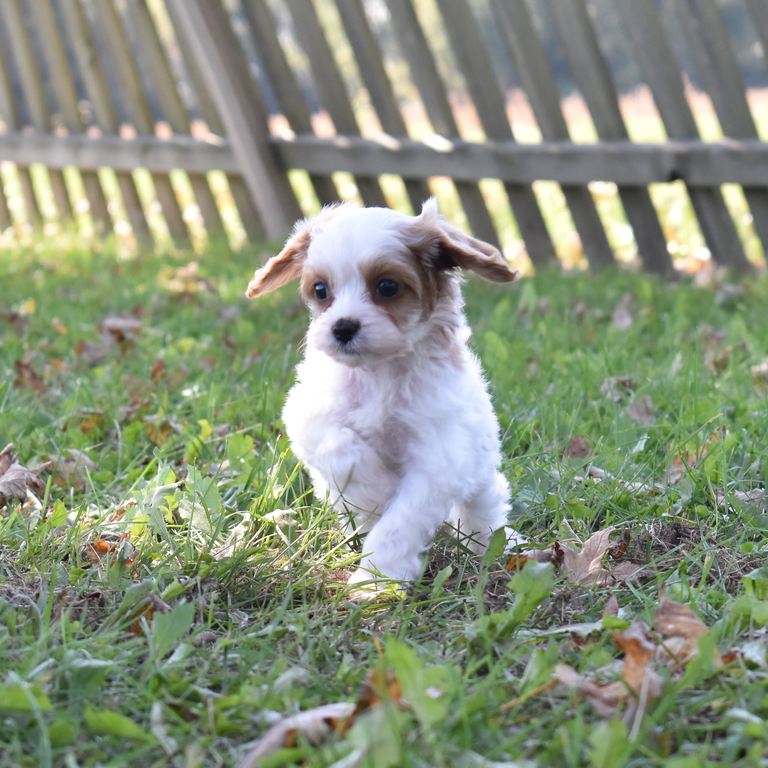 puppy