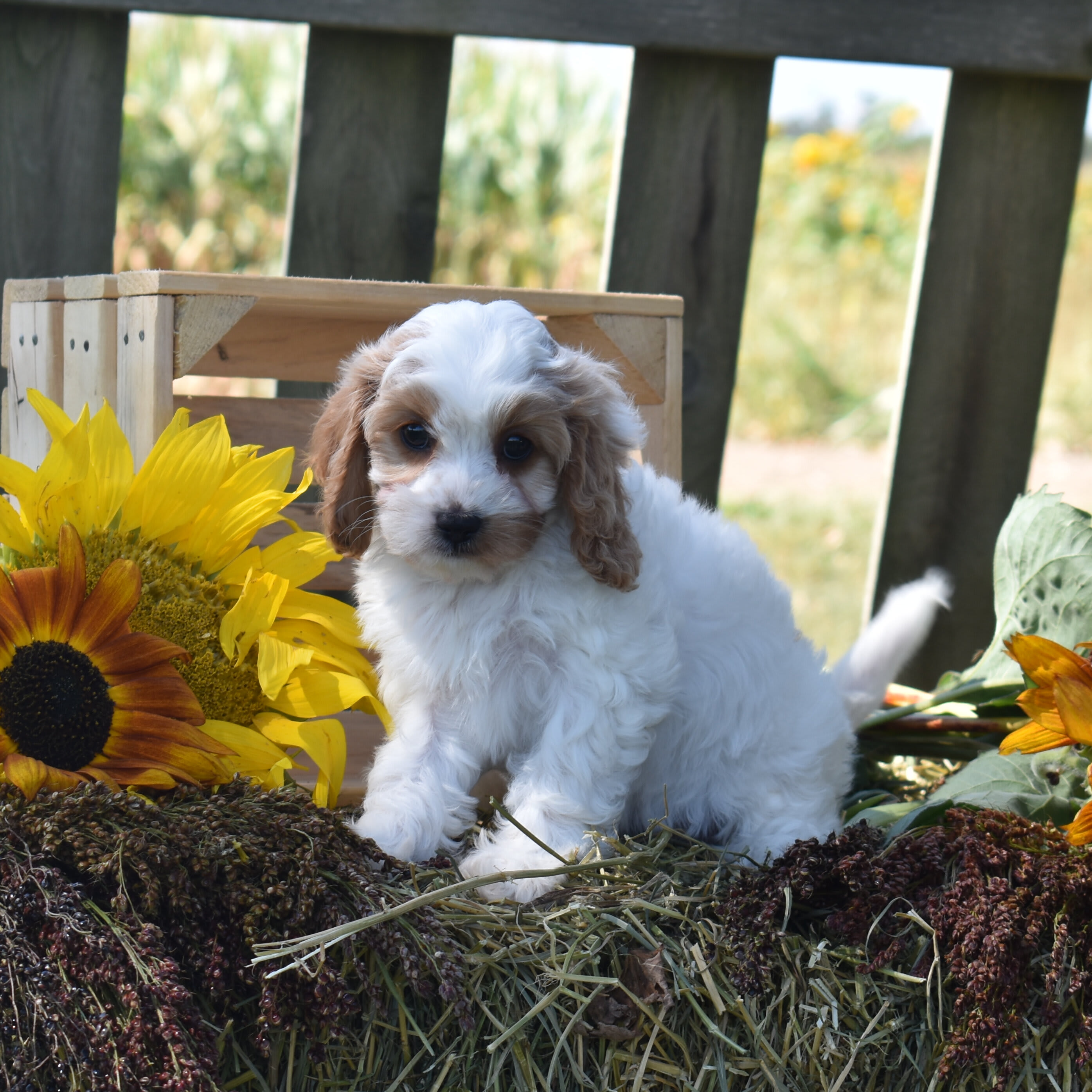 puppy