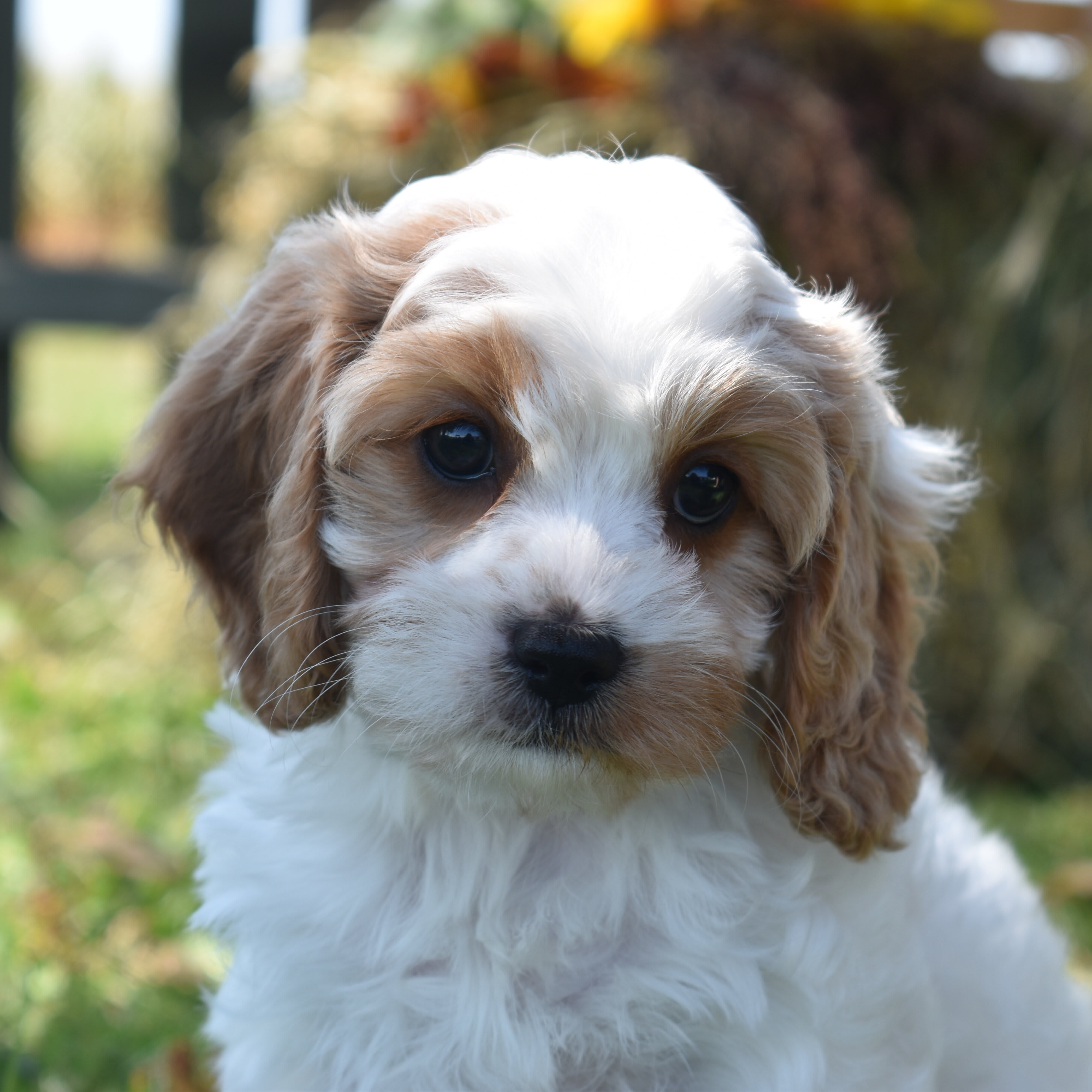 puppy