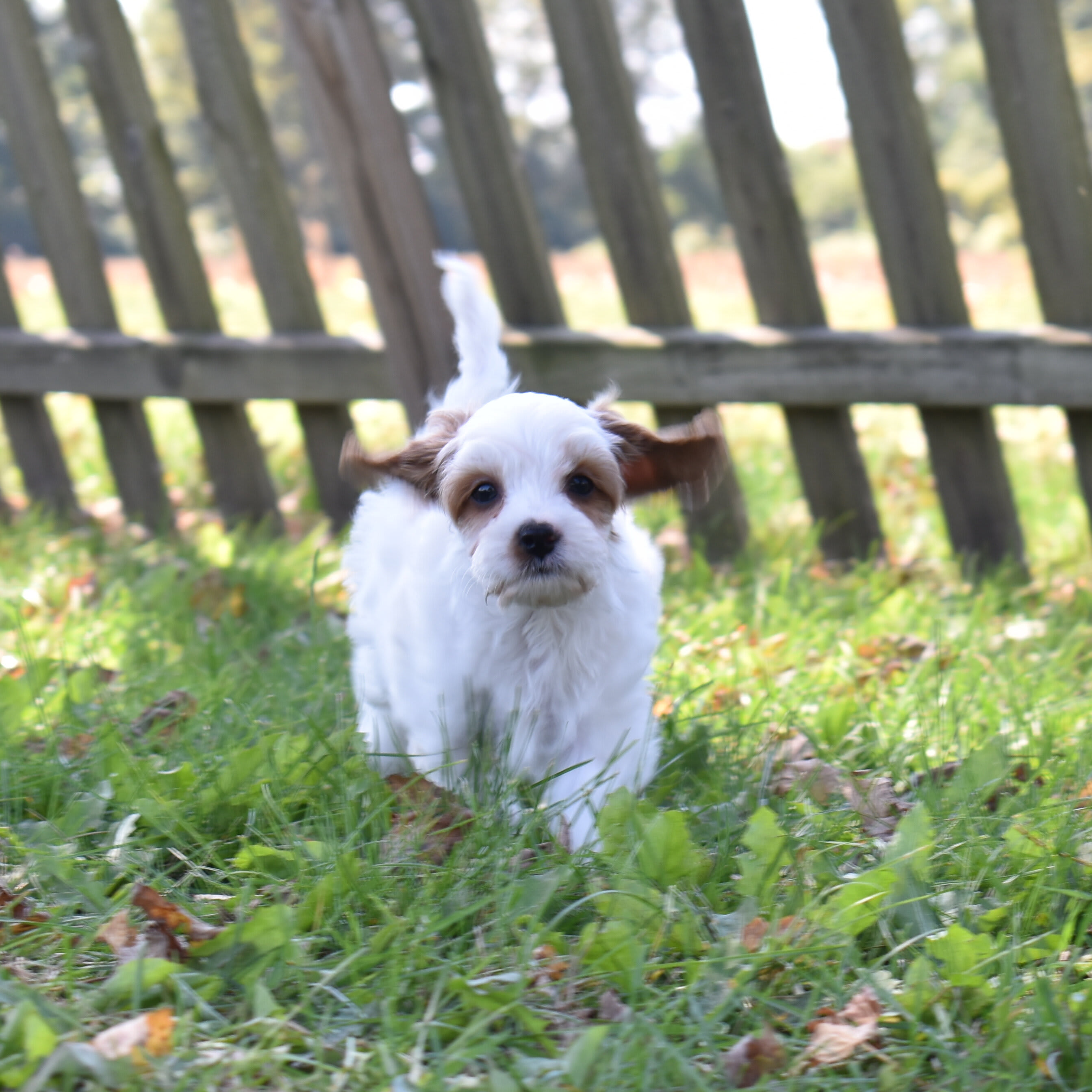 puppy