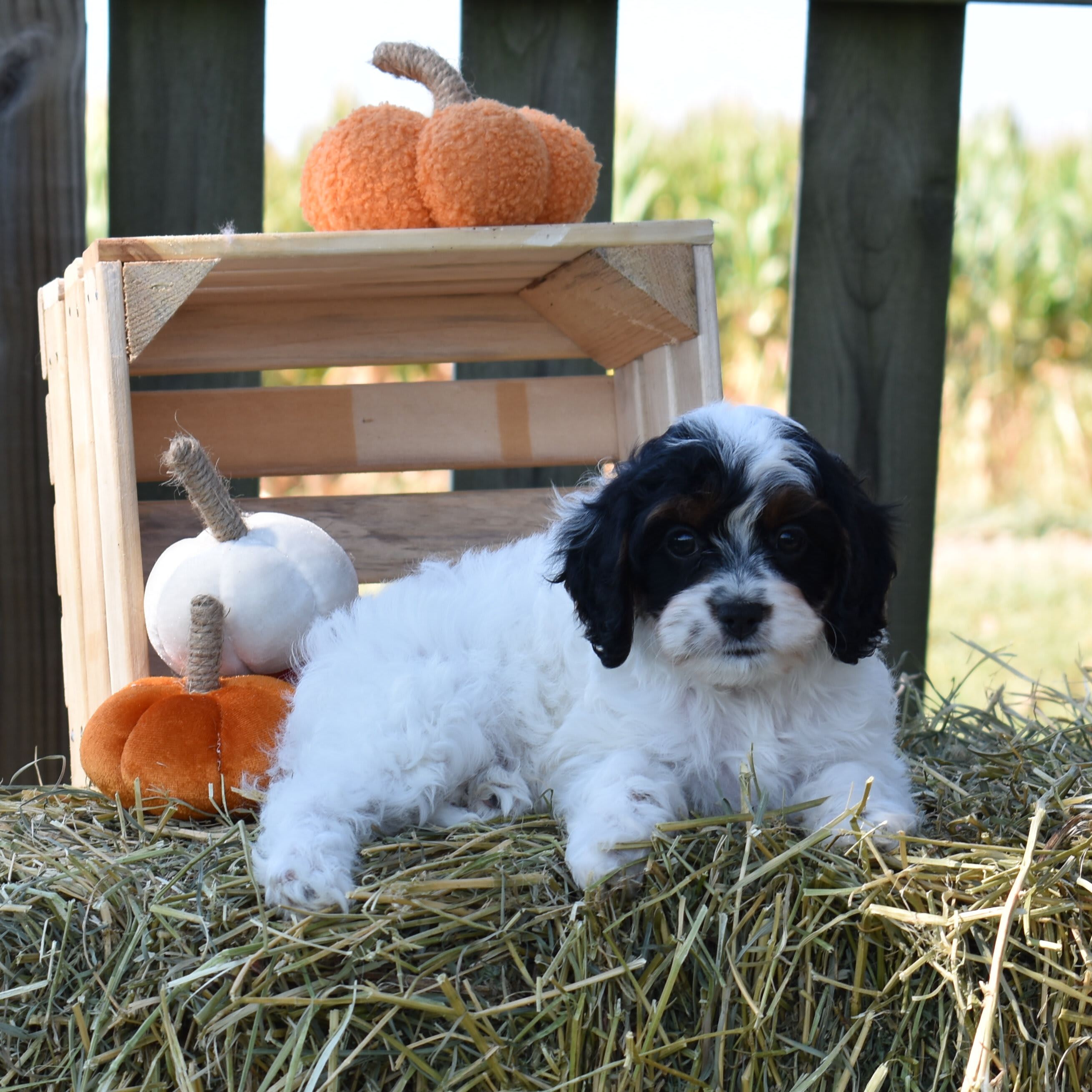 puppy