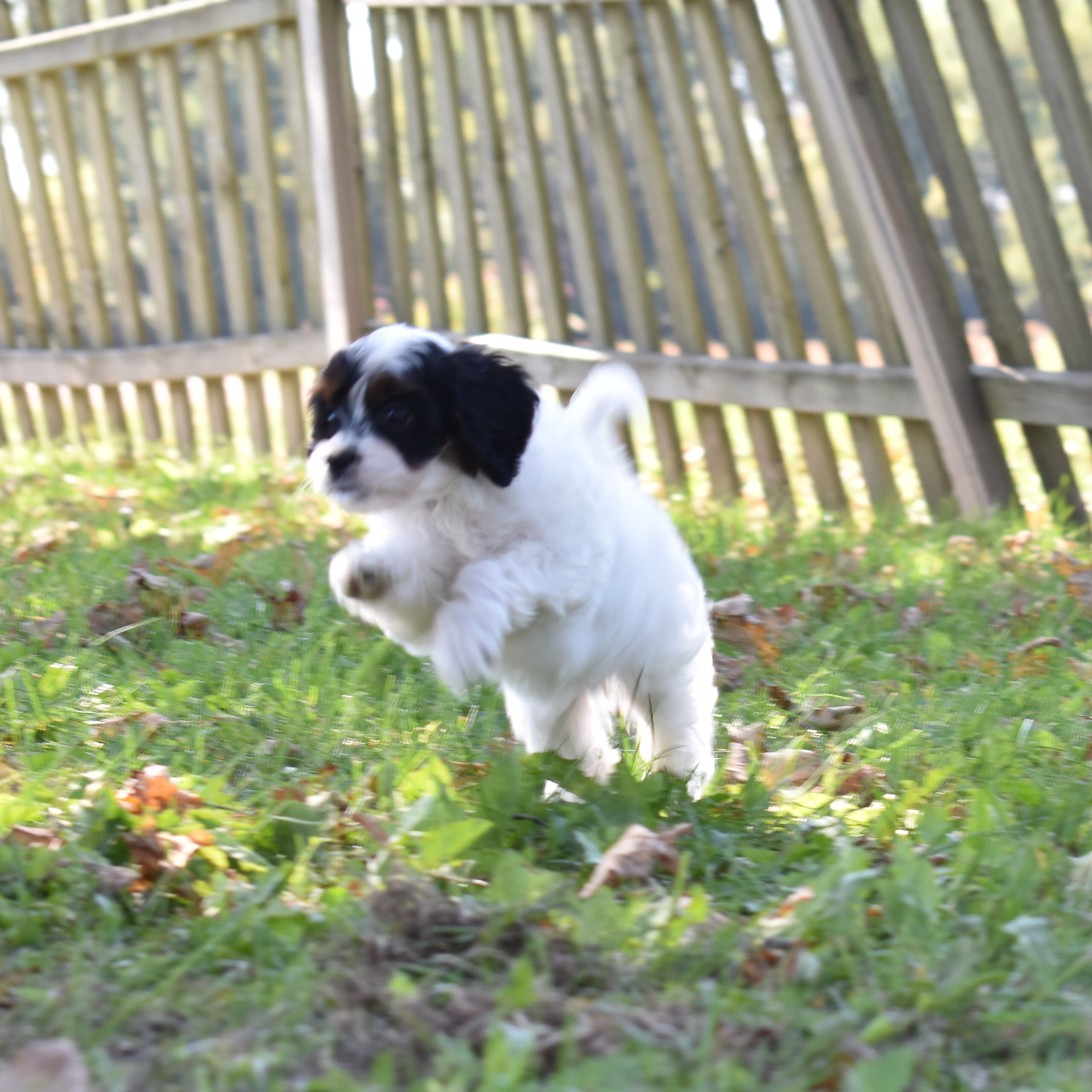 puppy