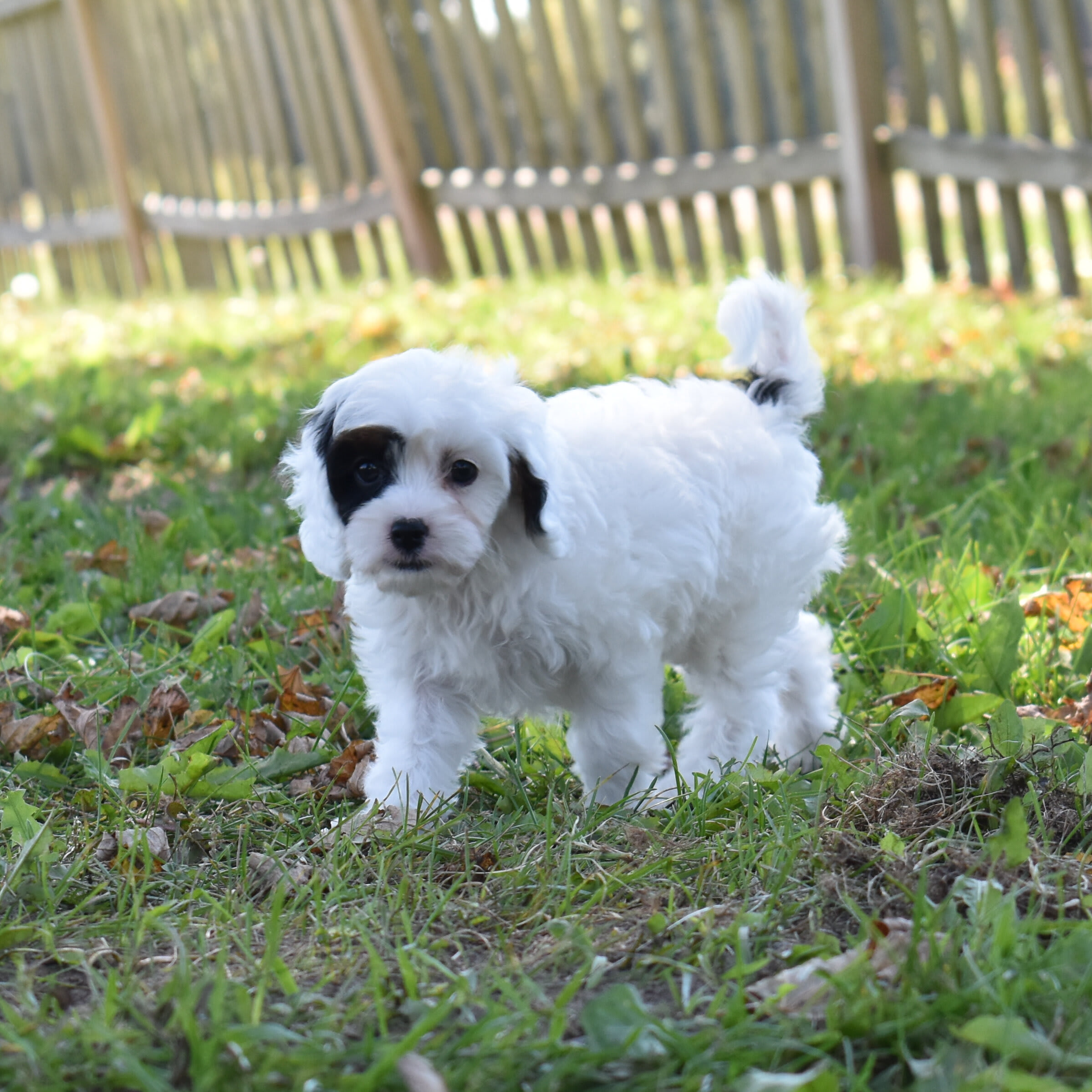 puppy