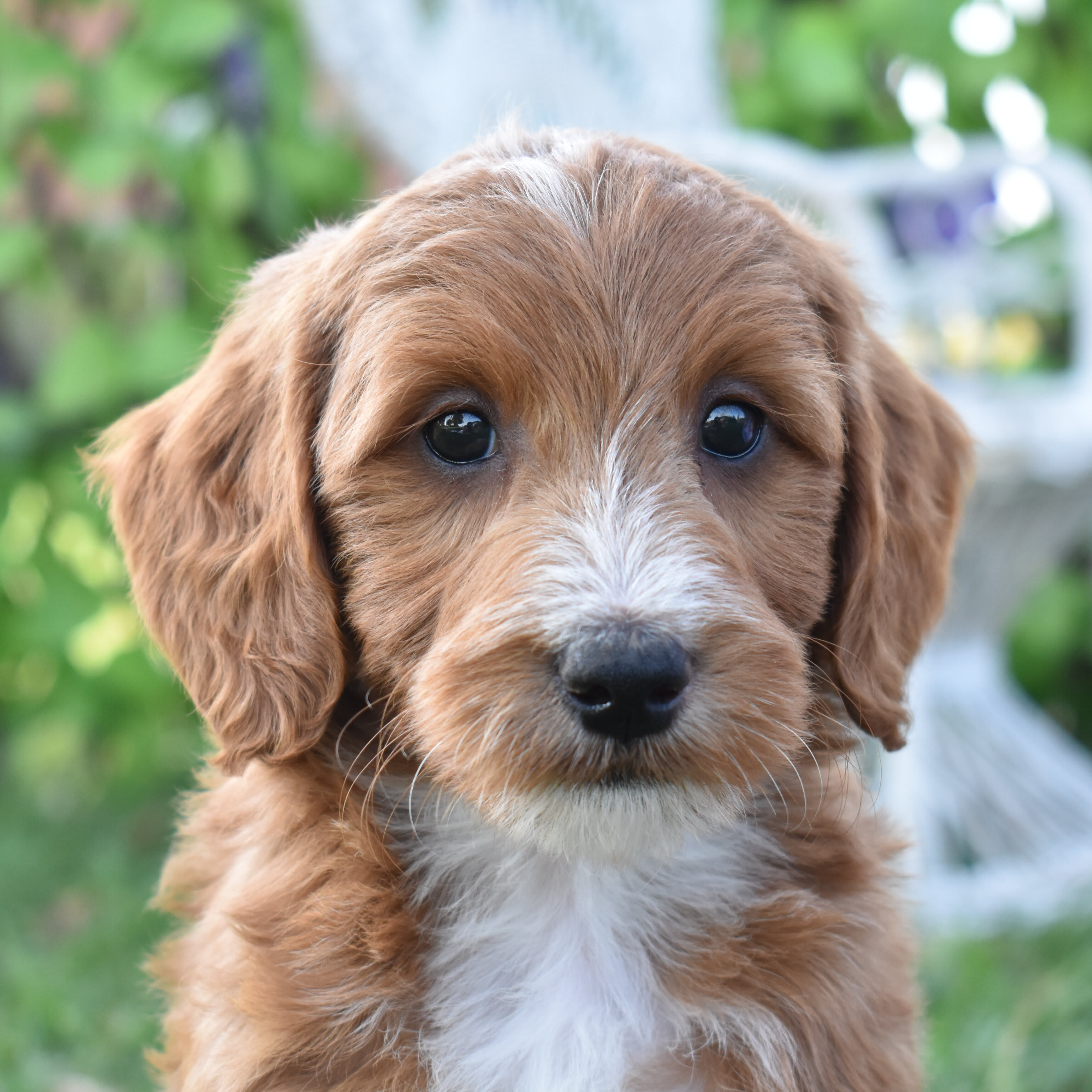 puppy