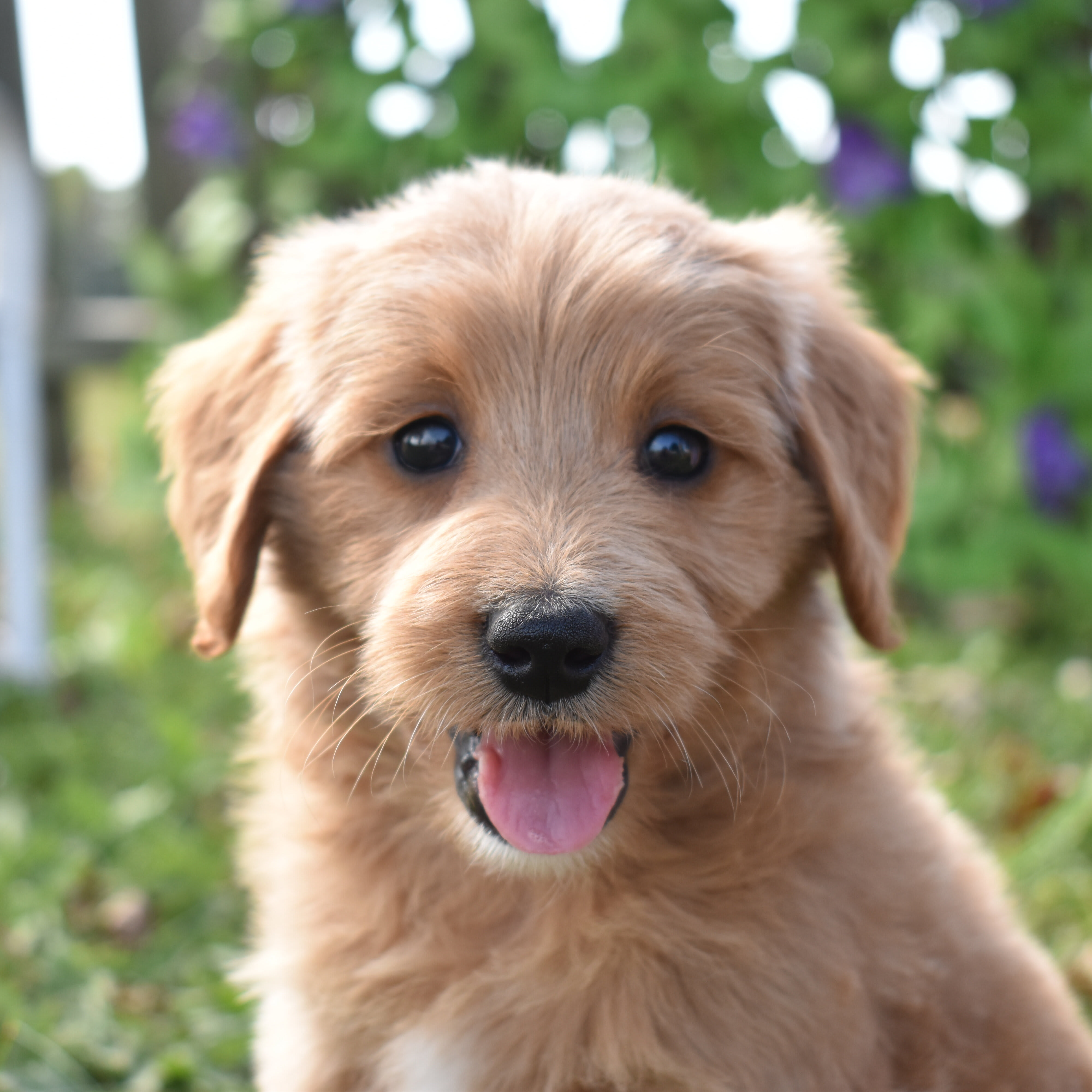 puppy