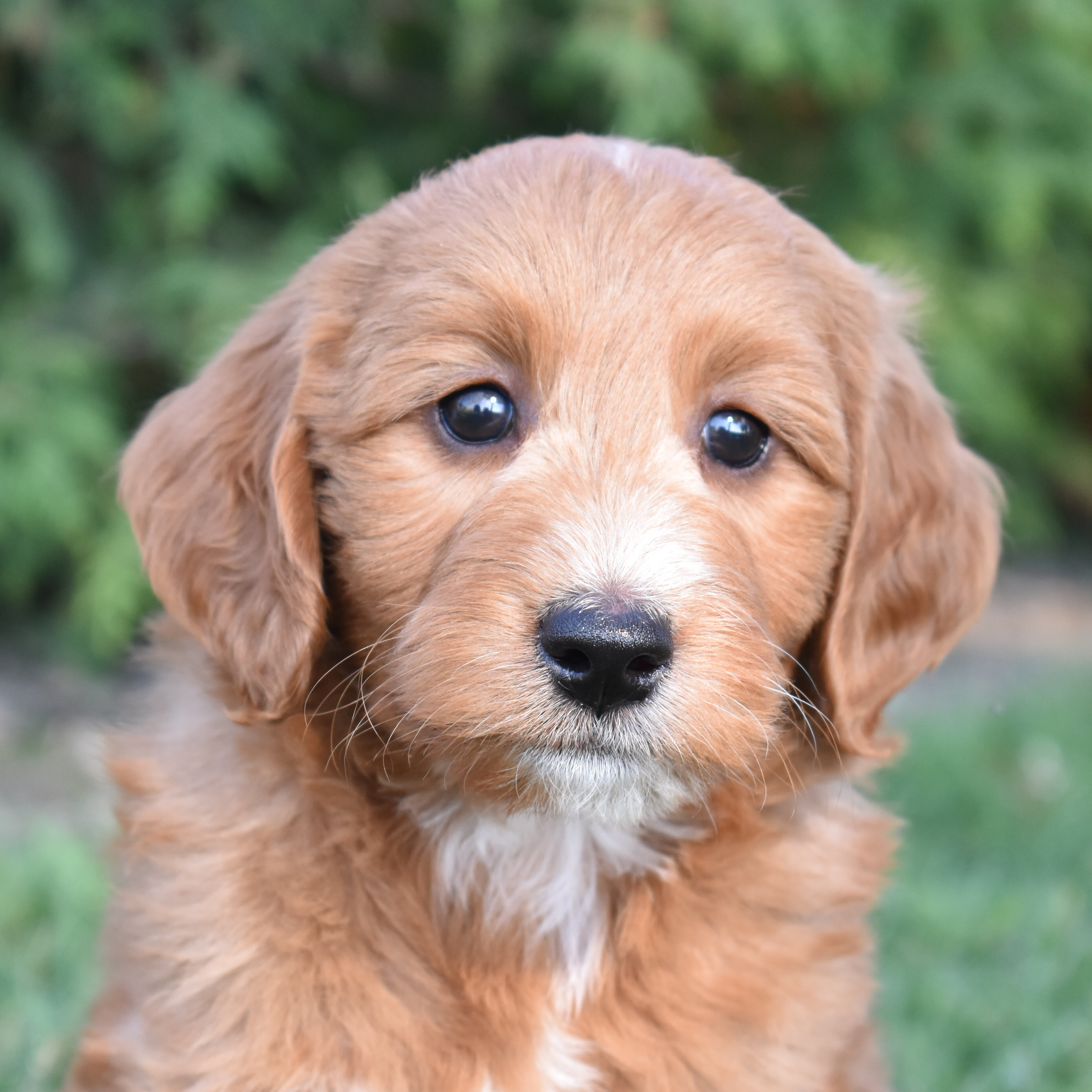 puppy