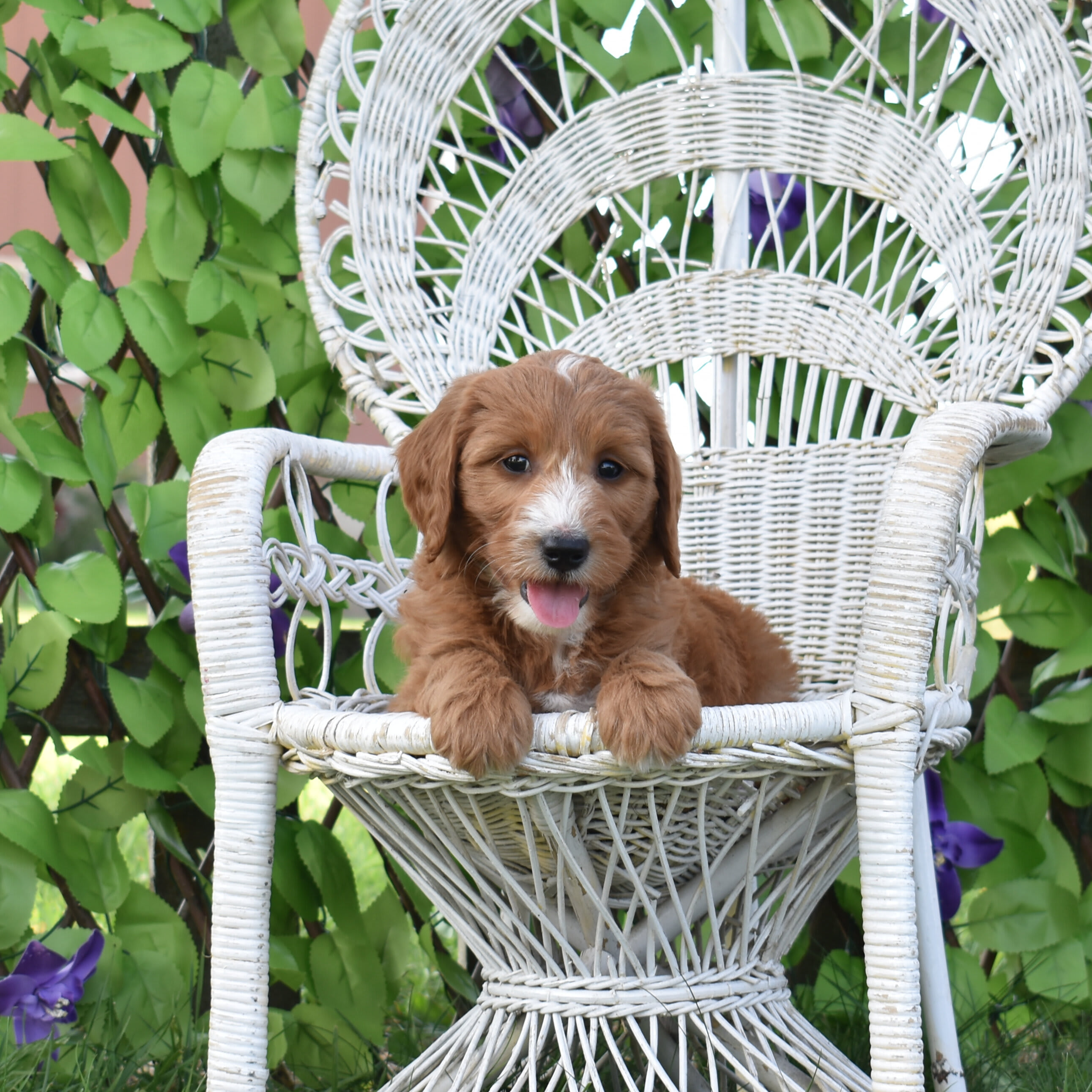 puppy