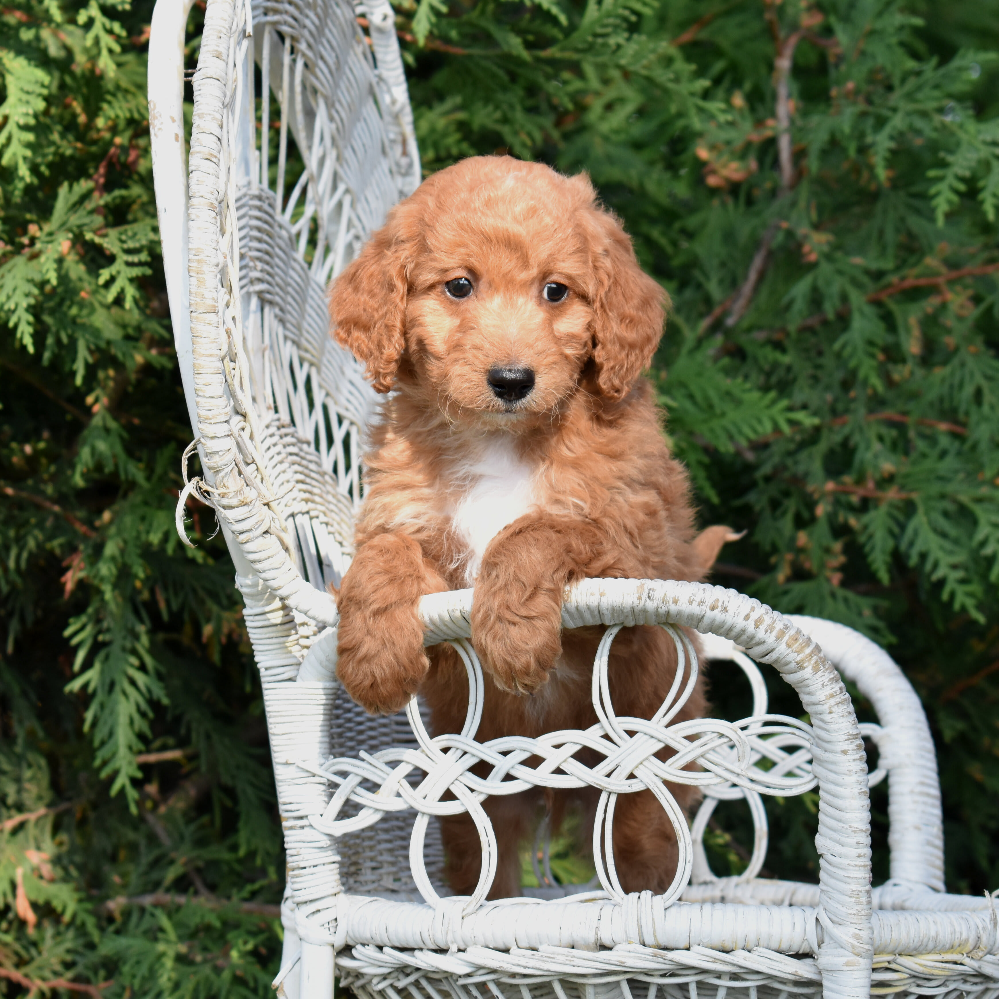 puppy