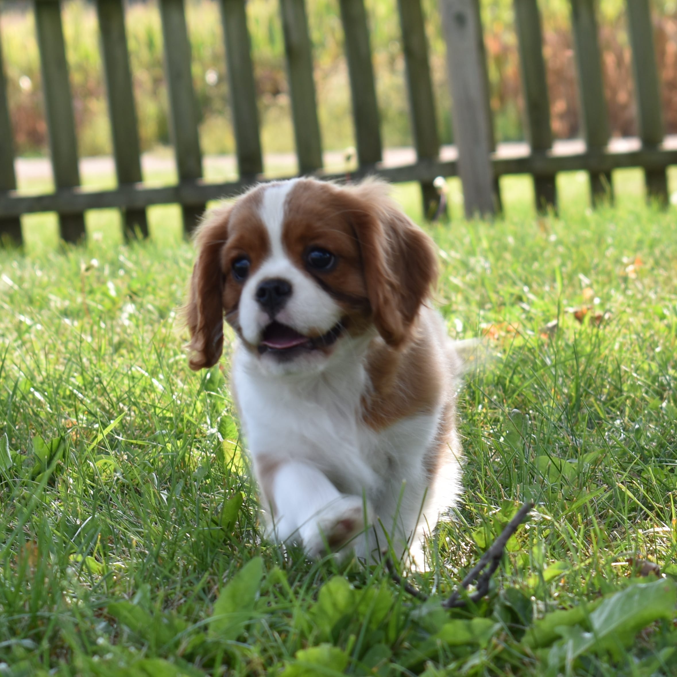 puppy