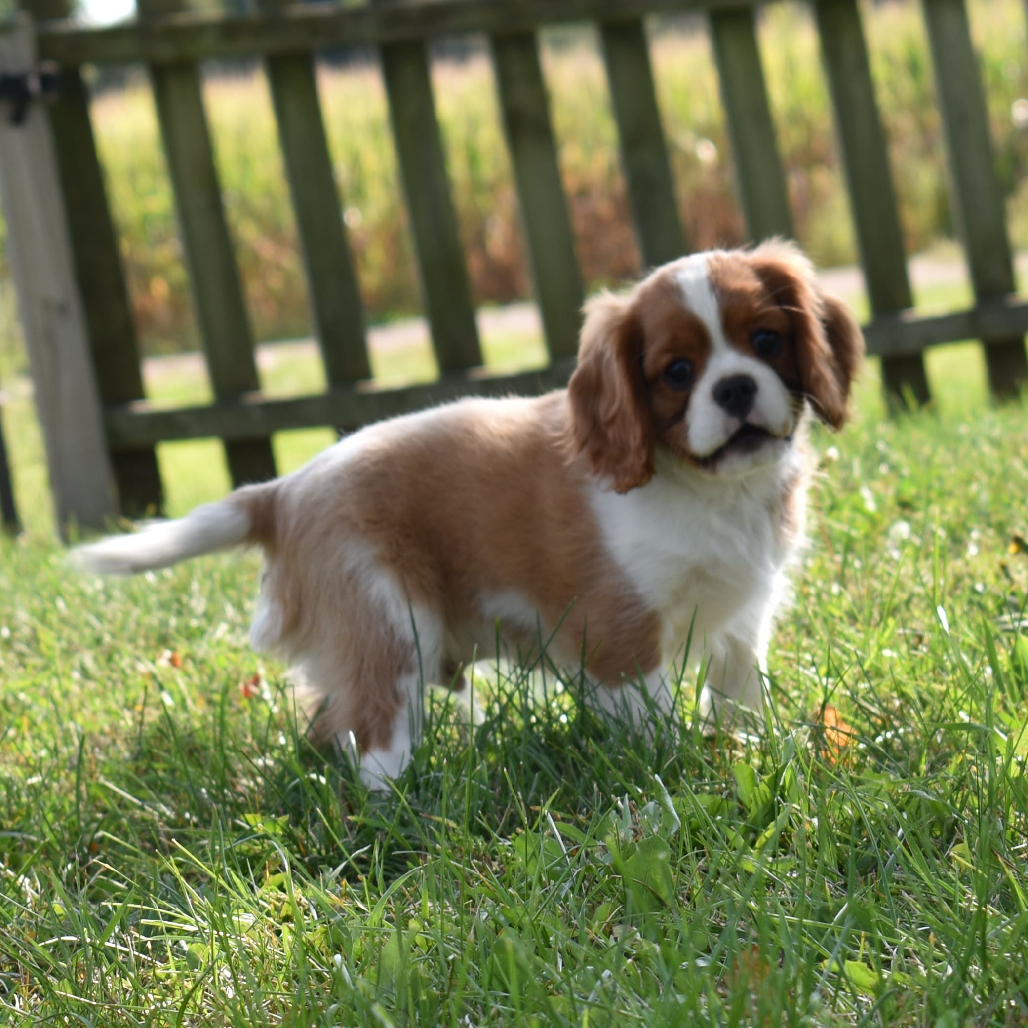 puppy