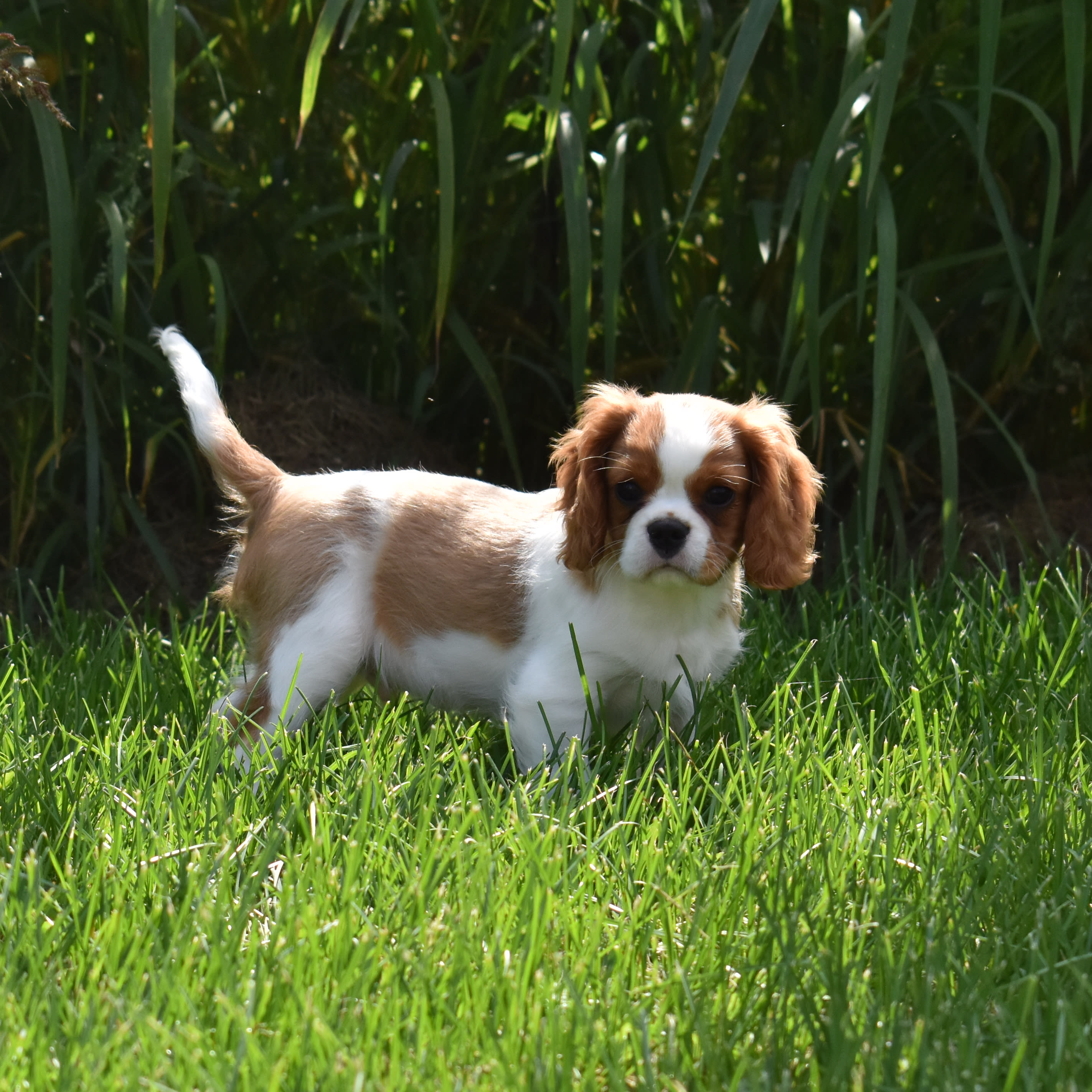 puppy