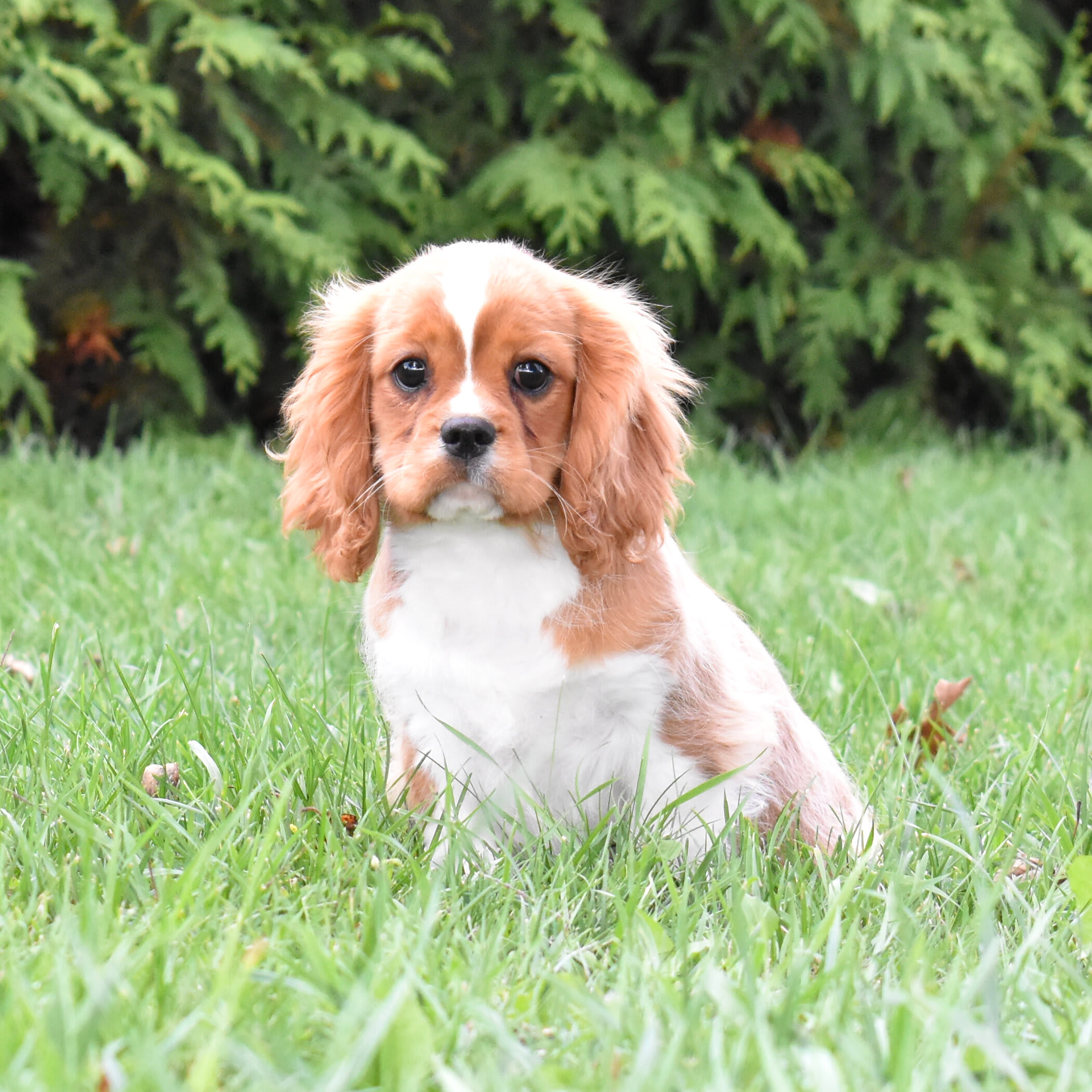 puppy