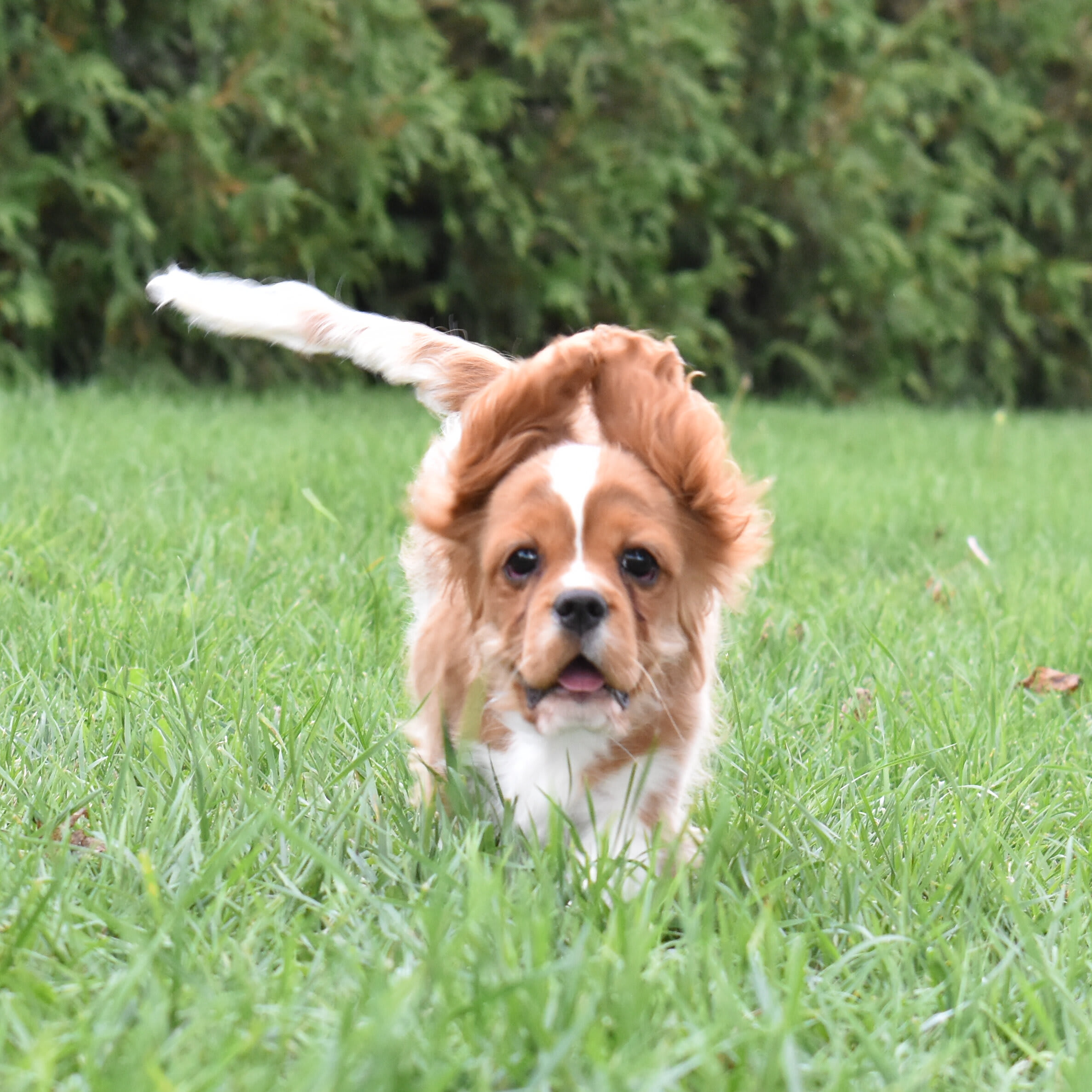 puppy