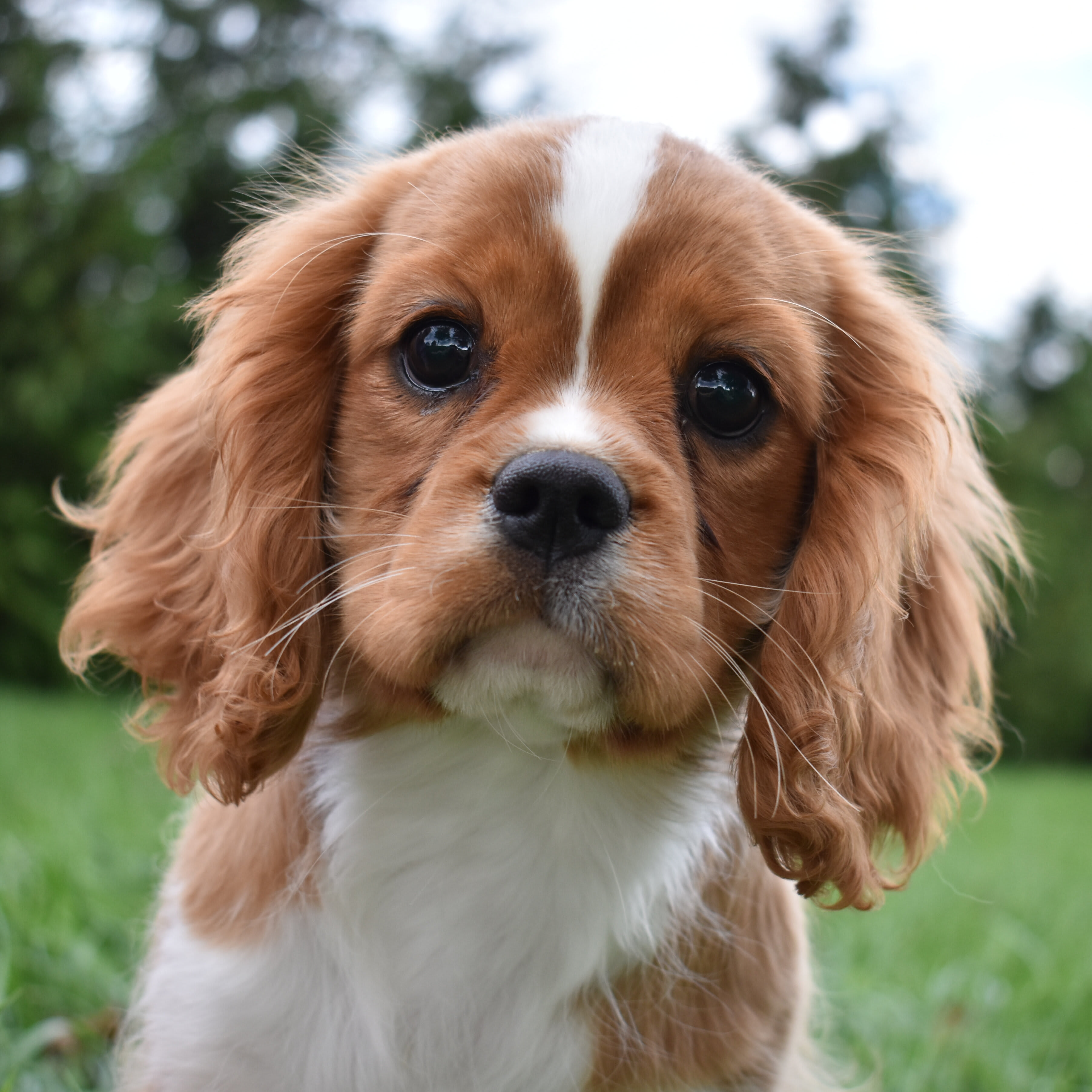 puppy