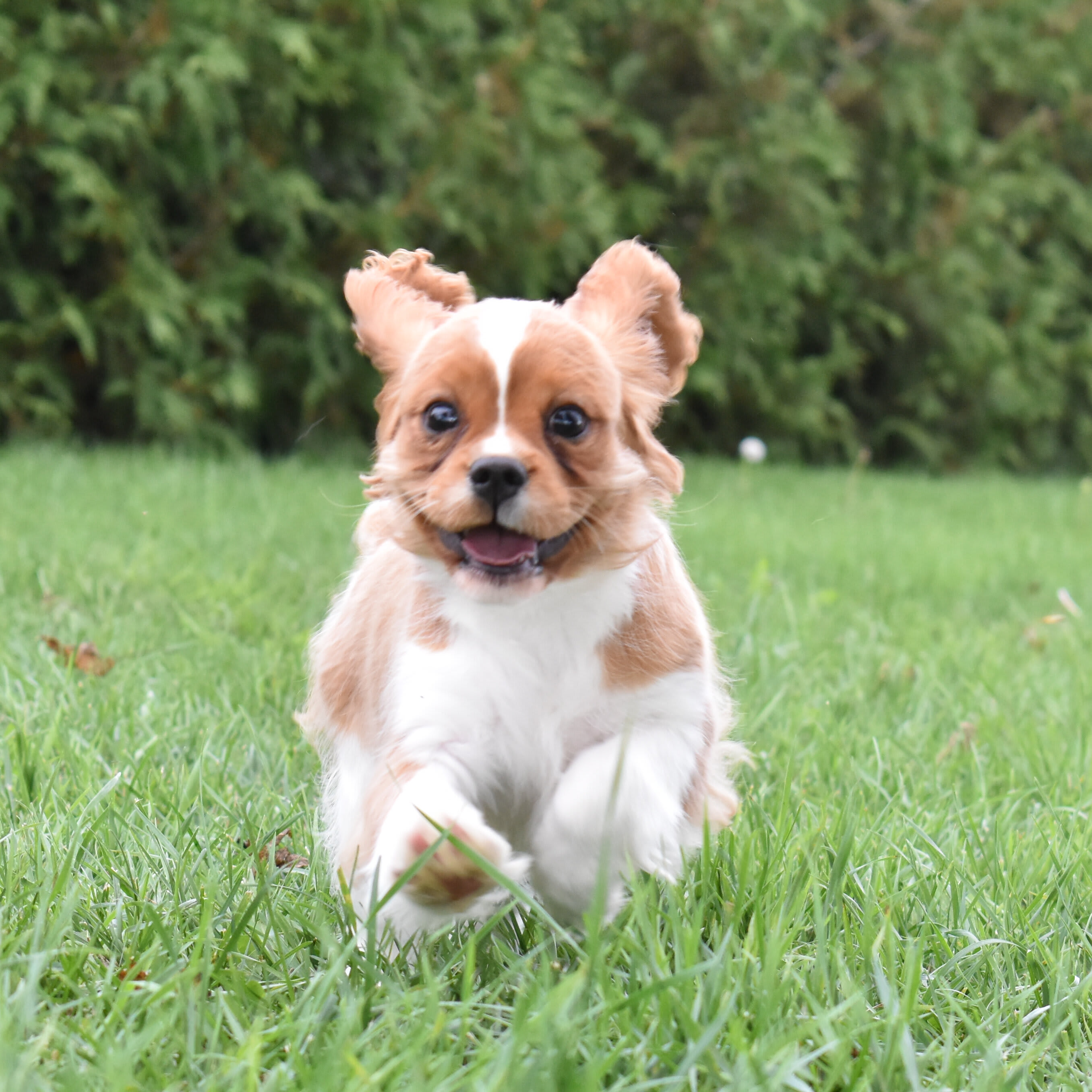 puppy