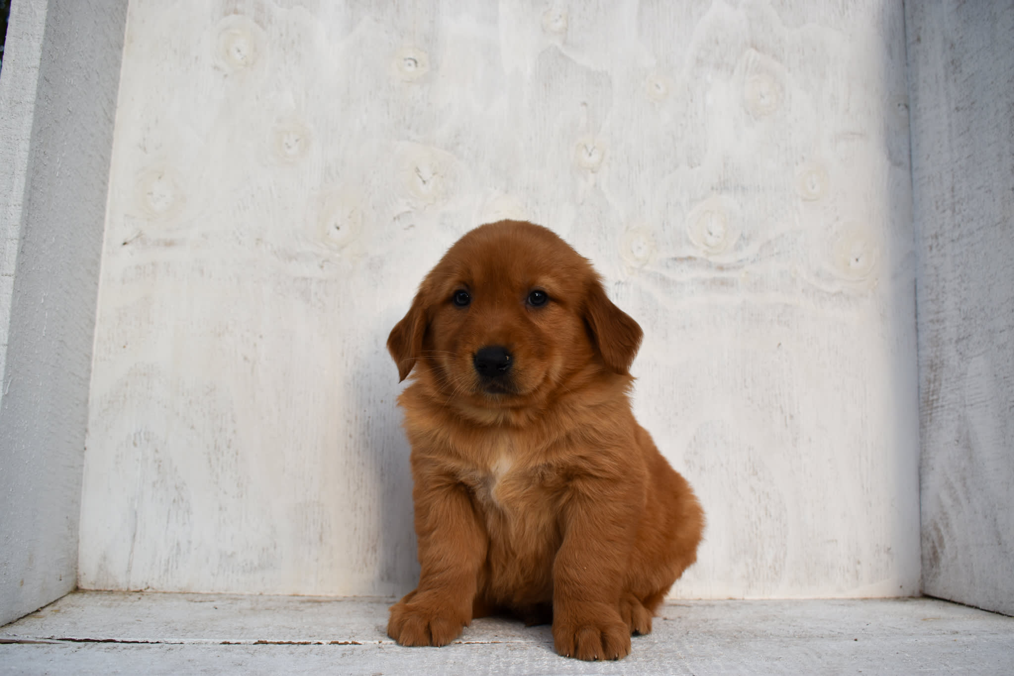 puppy