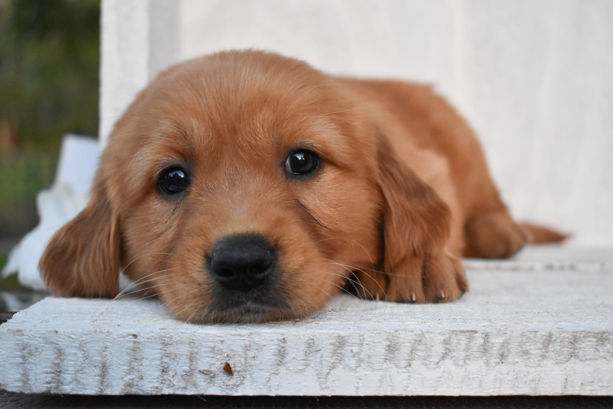 puppy