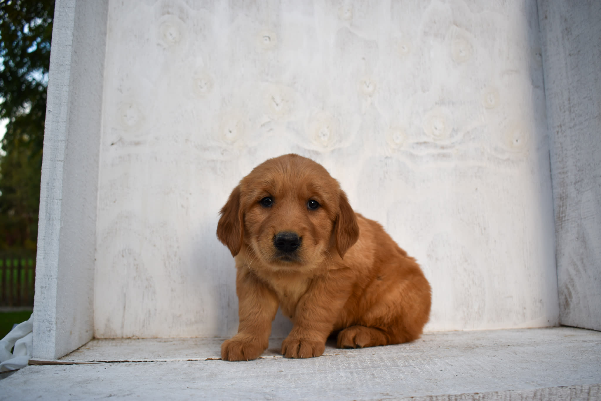 puppy
