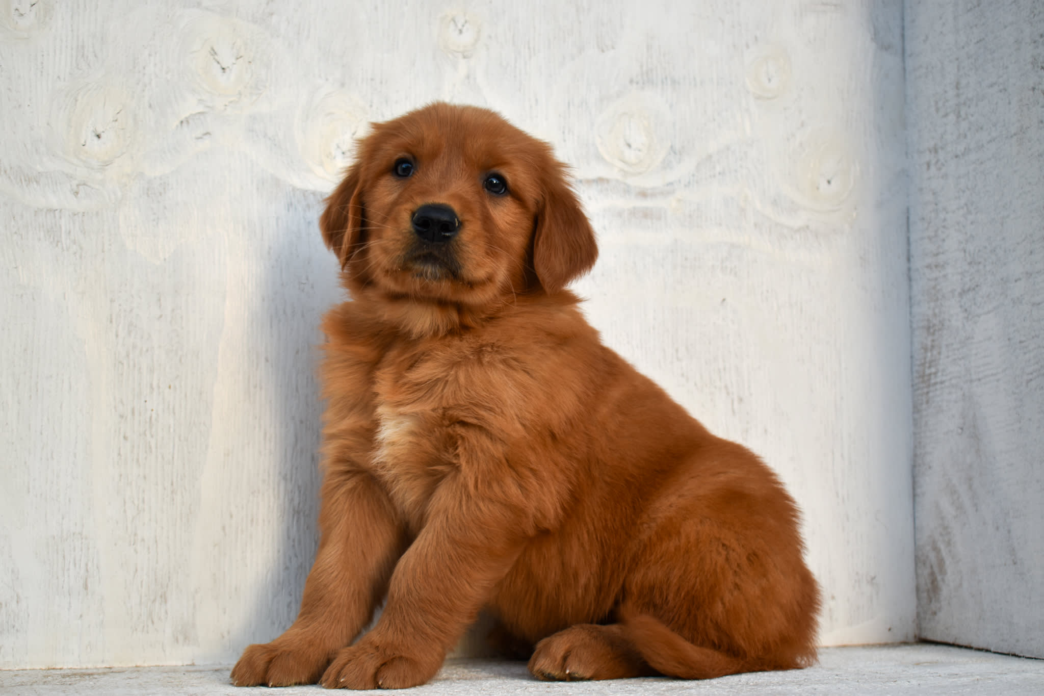 puppy