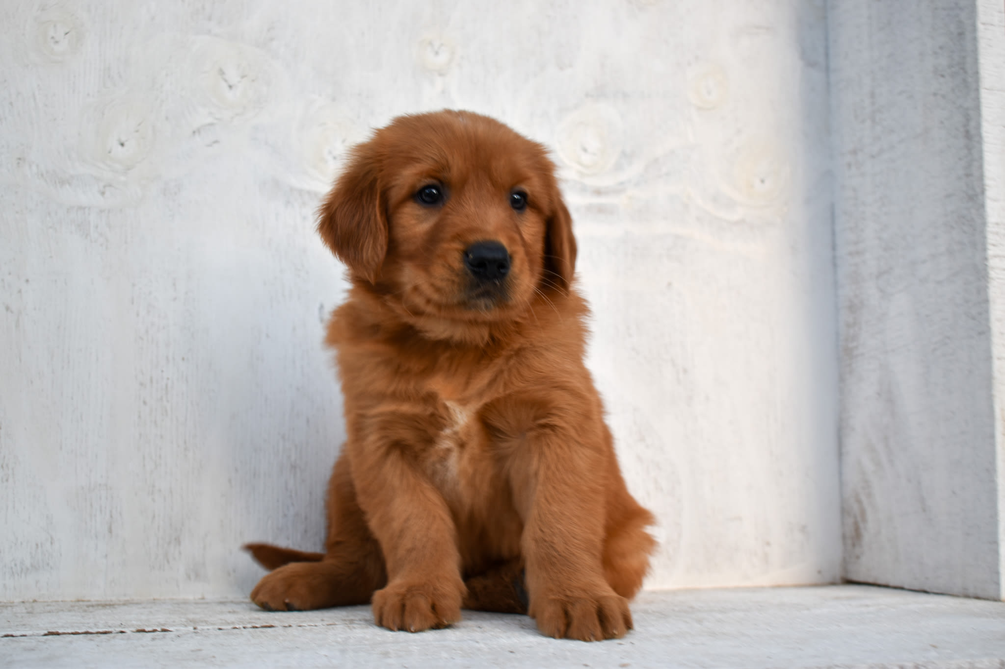 puppy